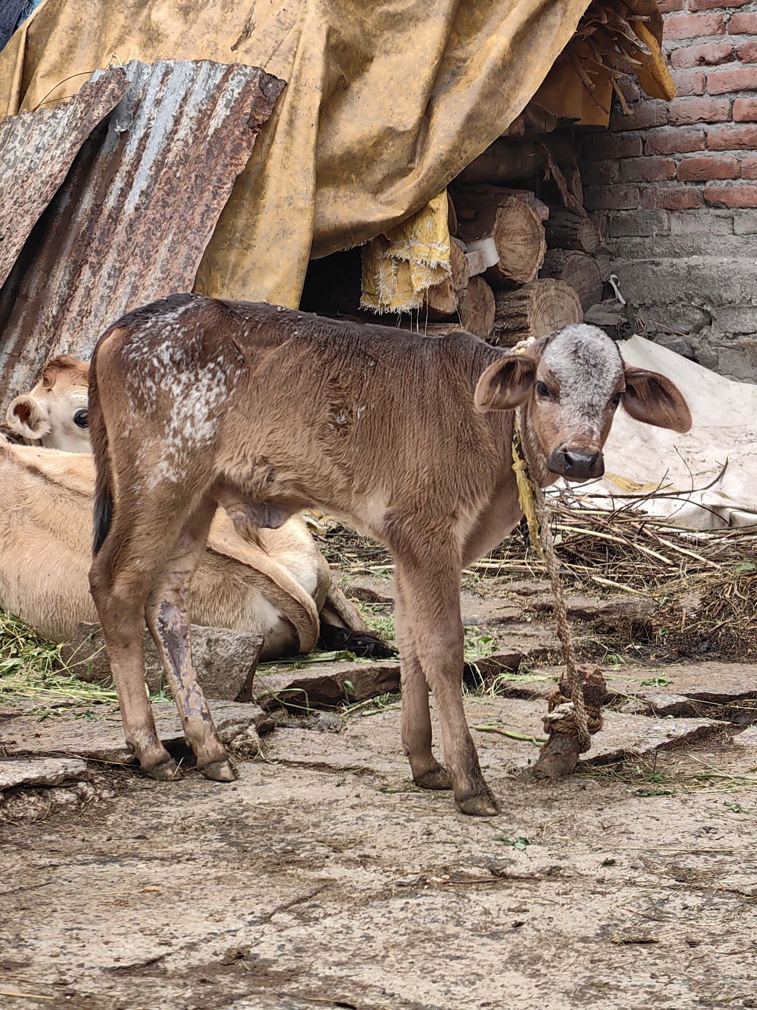 In Vashisht, India, a young brown calf stands tethered by a rope to a wooden post in a rough, outdoor enclosure. The calf has white markings on its back and greyish fur on its head. It is facing the camera with its ears perked. Behind the calf, another lighter-colored calf is lying down. The enclosure features a corrugated metal sheet and a yellow tarp supported by logs and brickwork. The ground is a mix of dirt and rocks, with some scattered green grass. The overall scene depicts a rural, agricultural setting.