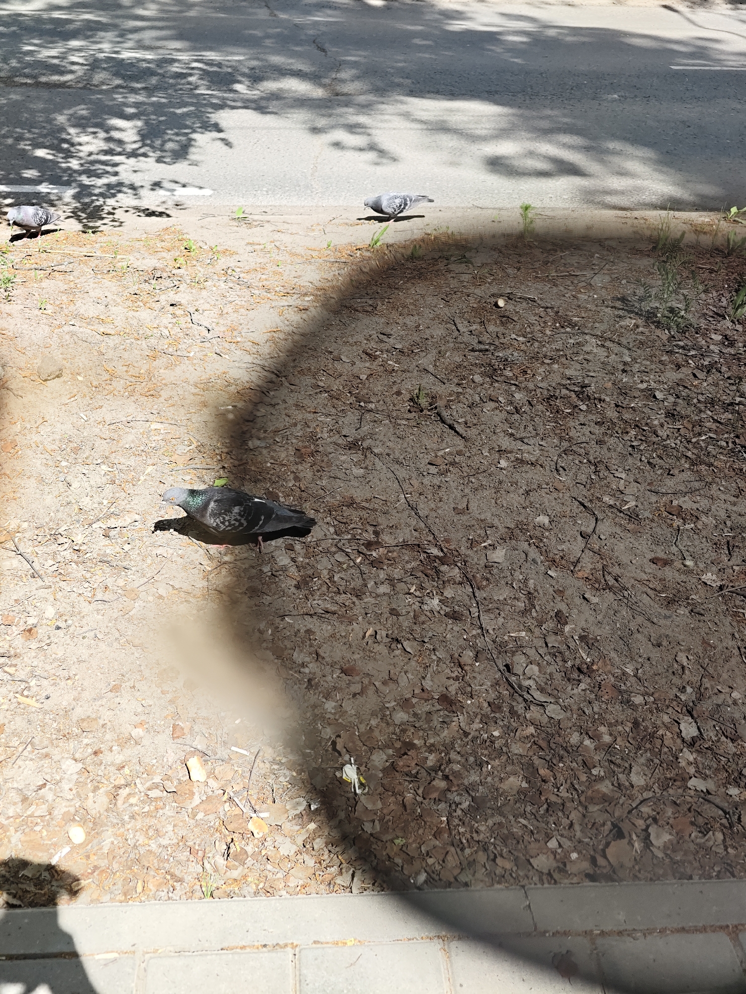 The image shows a street scene in Chaikovsky, Russia. Three pigeons are present. One pigeon is near the bottom center of the frame on a dirt and leaf-covered area. Another pigeon is near the edge of the sidewalk and the street. A third pigeon is slightly further into the frame on the edge of the street. The area where the pigeons are is mostly covered in dirt, leaves, and small debris. There are hints of a sidewalk at the bottom of the frame. A road or street is visible in the upper portion of the image. Tree shadows are prominent, casting shadows across the scene.