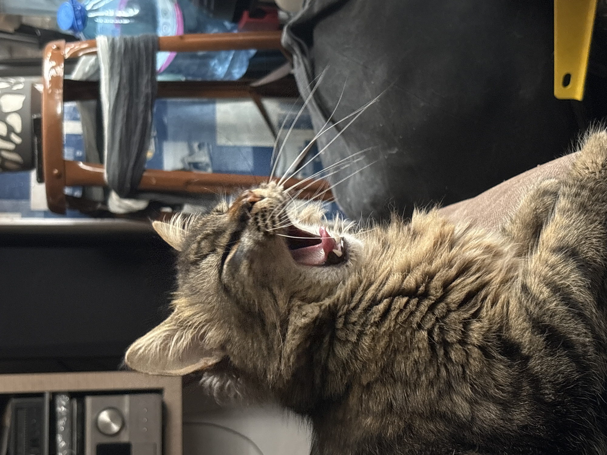 A close-up shows a brown tabby cat with its mouth wide open, possibly yawning or roaring. The cat is positioned to the right of the frame, and its head is angled slightly upwards. The cat's whiskers are prominent and extend outwards. In the background, there is a blurred collection of objects, including a water bottle and furniture. The location is not discernable from the provided image.