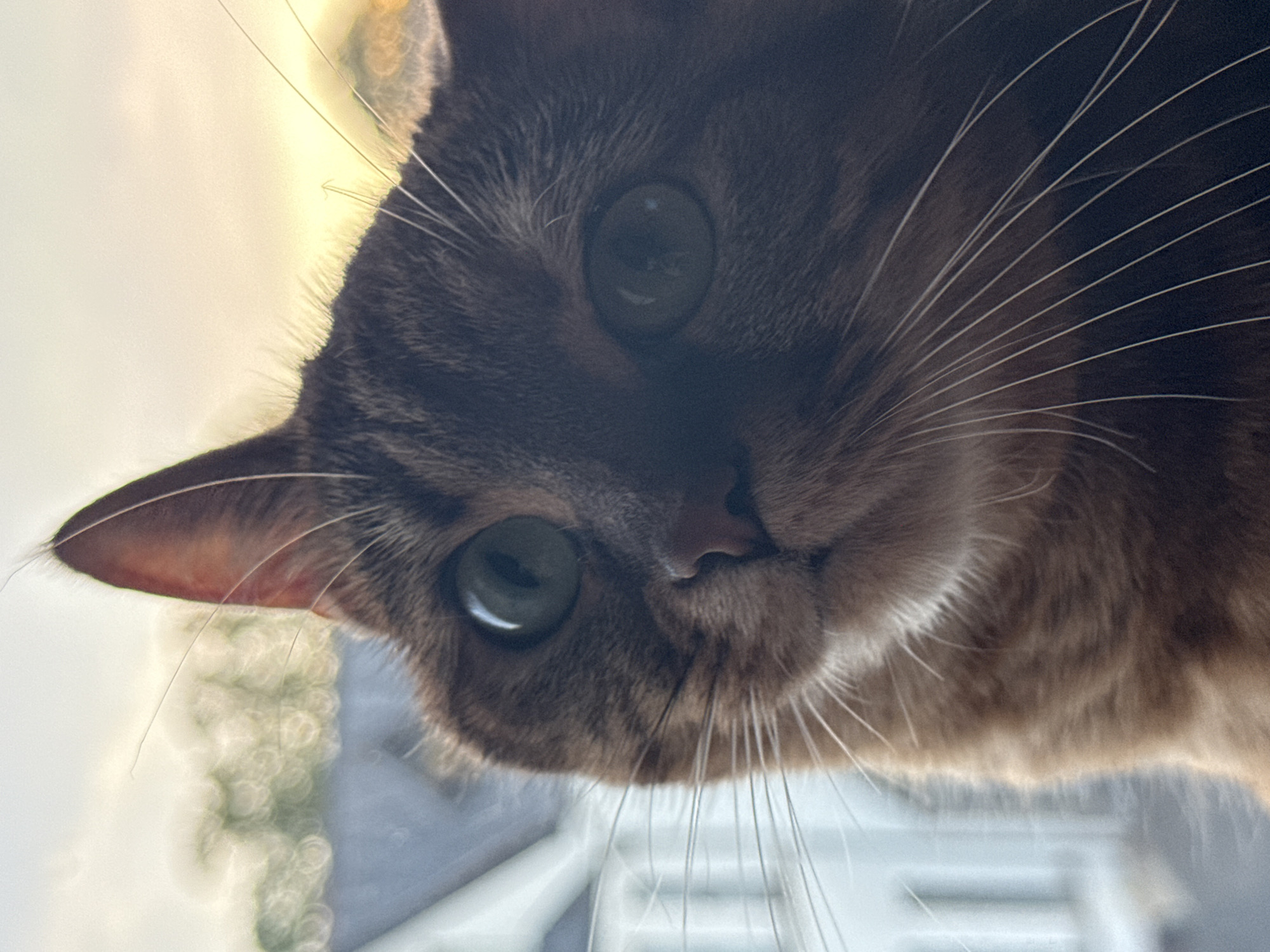 A close-up, eye-level, medium shot captures the head of a tabby cat looking directly at the camera. The cat's fur is a mix of brown and orange, with dark tabby markings visible on its face. Its large, green eyes are wide open and alert, reflecting the light. The cat's whiskers are prominent, fanning out from its muzzle. The background is blurred, but appears to be an outdoor setting with soft, golden light suggesting it is either sunrise or sunset. Out-of-focus greenery and a building with white siding are discernible. The image is captured in the city of Unknown, Unknown.