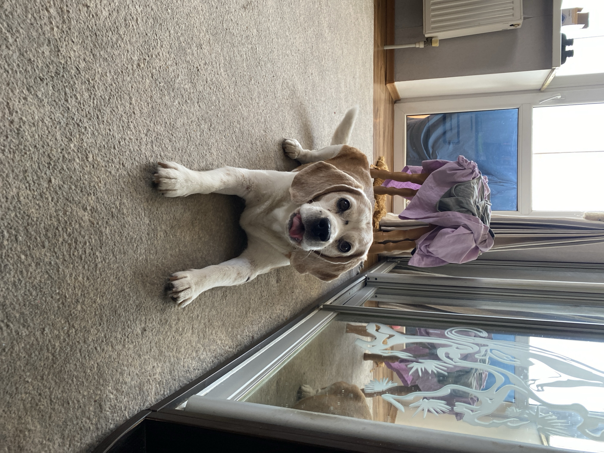 A young Beagle dog is lying on a carpeted floor, looking directly at the camera with its tongue slightly out. The dog is primarily white and tan, with large, floppy ears. The background includes a window with blue-tinted glass, a radiator, a piece of furniture covered in purple and grey fabric, and a mirrored closet with a decorative etched design. The overall environment appears to be an indoor living space.