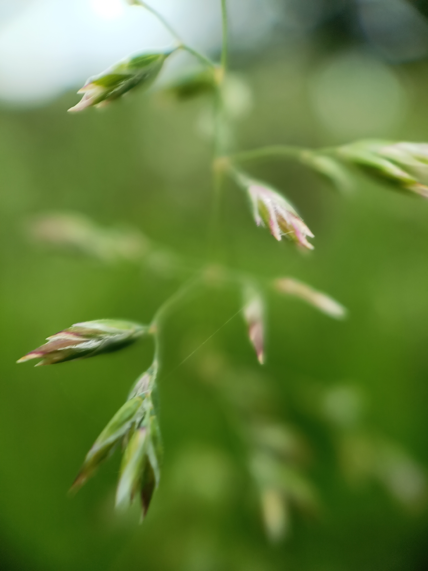 A close-up, blurred photograph shows the flowering head of a grass plant in Lermontov, Russia. The inflorescence is light green with tinges of pink and brown on the tips of the seed heads. A fine, thin strand of what appears to be a spider web is visible between two of the seed heads. The background is a soft, out-of-focus green, indicating other foliage.