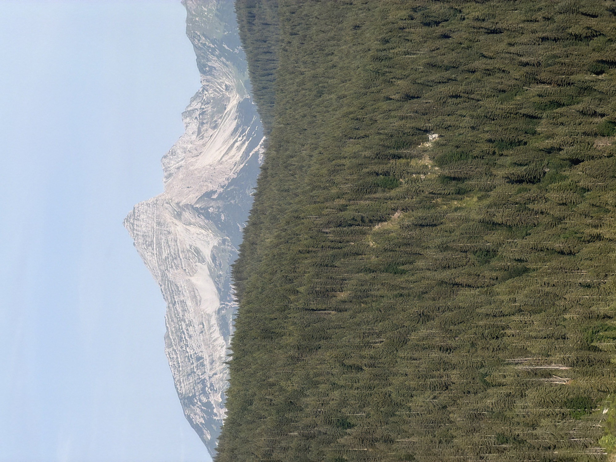 A wide-angle, telephoto shot captures a majestic mountain landscape in Grainau, Germany. In the foreground, a dense, dark green evergreen forest covers a steep incline, its texture a uniform carpet of trees. The trees are tall and conical, with their tops reaching upwards. In the midground, the forest gives way to rocky, light-colored mountain slopes marked by striations and crevices. The summit of these mountains is jagged and appears to be made of rock. The sky above is a pale, clear blue, with a faint haze that softens the distant peaks. The overall impression is one of natural grandeur and pristine wilderness. There are no people or man-made structures visible in the image. The lighting suggests it is daytime, with the sun likely high in the sky, casting subtle shadows that enhance the texture of the mountains.