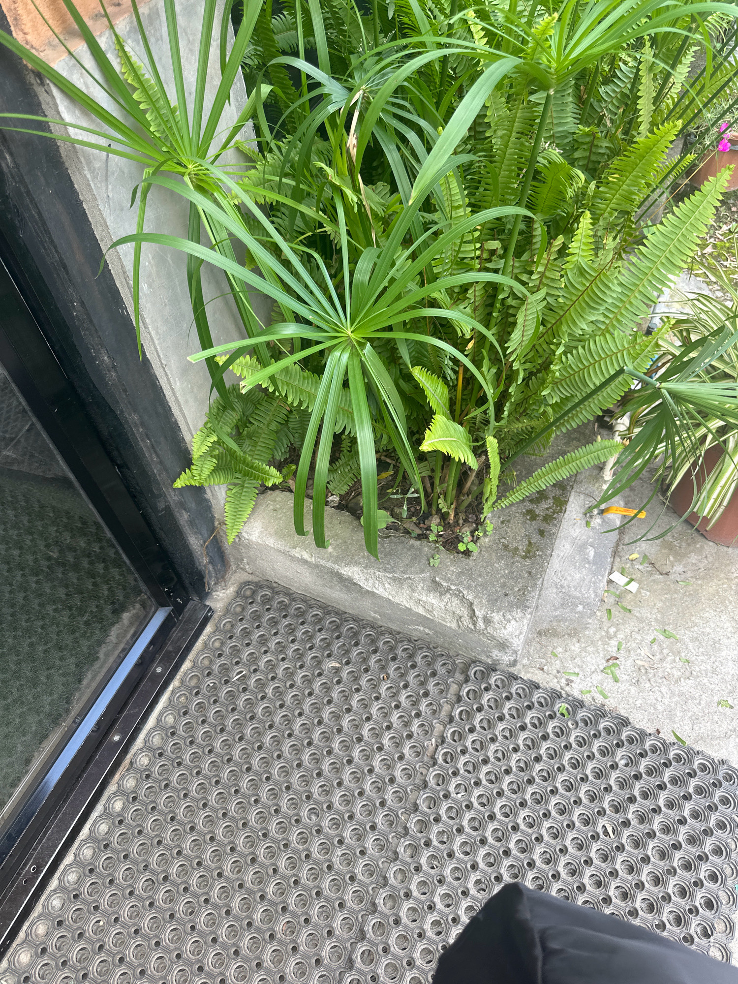 The image shows an outdoor scene with lush green plants, including what appears to be papyrus and ferns, growing in a concrete planter. To the left of the planter is a black framed glass door or window. In the foreground, a textured gray doormat with a hexagonal pattern covers the ground. The environment appears to be an entrance to a building in an urban setting. Debris and fallen leaves are scattered on the concrete ground around the doormat and planter. The lighting suggests it is daytime. The location is identified as Lalitpur, Nepal.
