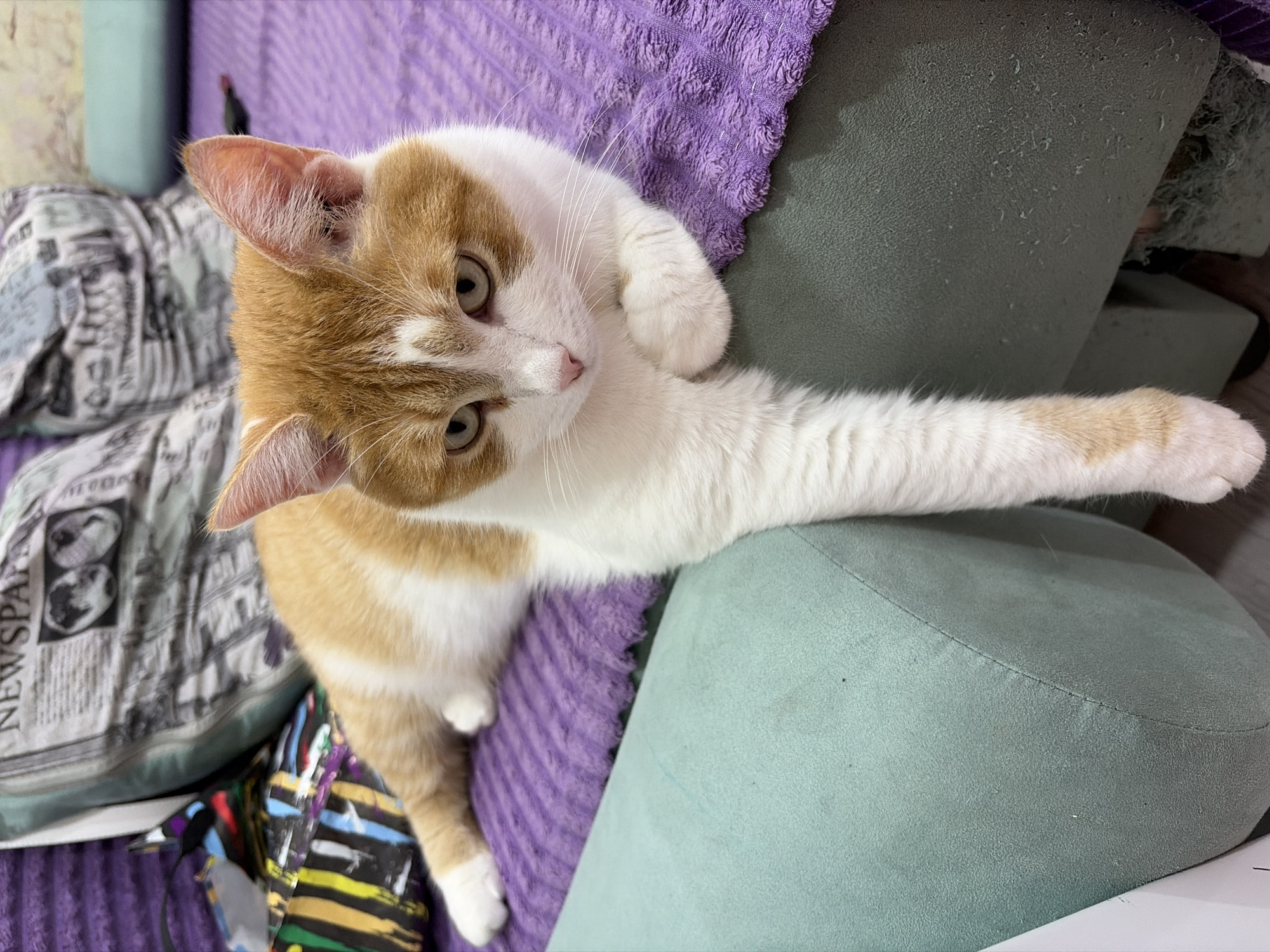 A ginger and white cat is lying on a purple striped blanket on a couch. The cat's front left paw is dangling over the edge of the blanket. The cat is looking towards the camera with its head slightly tilted. The couch appears to be in a living room setting. The image does not provide any information that would place the scene in Tsivilsk, Russia.
