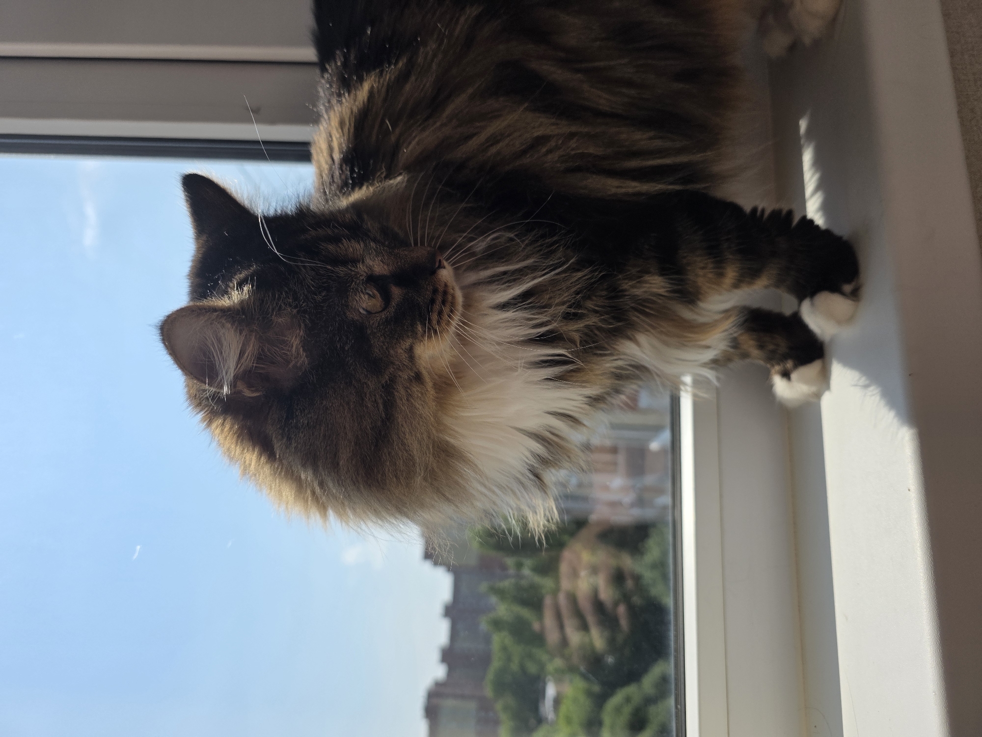 A long-haired tabby cat with white paws sits on a white windowsill, looking to the right and down. The cat has a fluffy mane and a dark tabby pattern with lighter brown and white accents. The background shows a slightly out-of-focus view of green trees and buildings under a bright blue sky. The sunlight casts a shadow of the cat onto the windowsill. The scene appears to be an apartment in Omsk, Russia, based on the architecture and greenery visible.