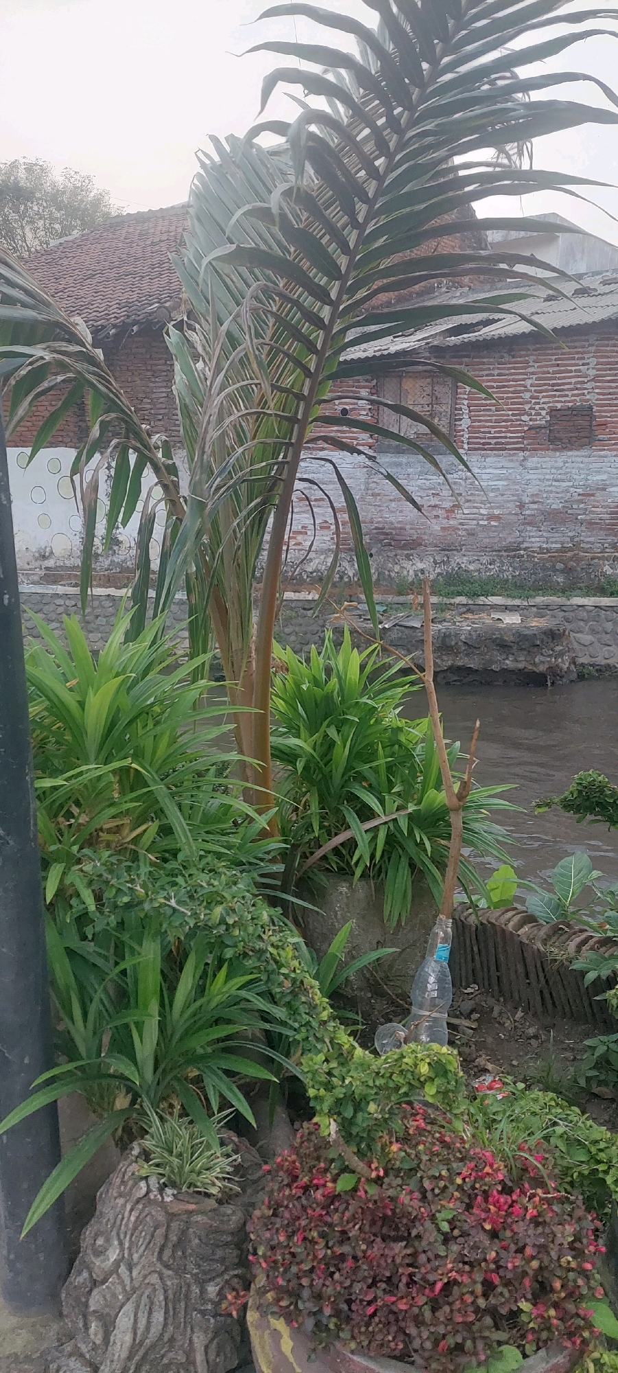 A close-up, ground-level view captures a verdant garden situated near a brick building and a body of water. Dominating the foreground are various plants, including a tall palm with long, frond-like leaves. Several clusters of smaller green plants with strap-like leaves are prominent, as is a bushy plant with small, dark red and green leaves, possibly an ornamental plant. To the left, a rough, textured planter resembling a hollowed-out log contains a small tuft of striped green and white grass. In the middle ground, a thin, dry branch is supported by a plastic water bottle. Behind the vegetation, a brick structure with a tiled roof and a corrugated metal roof extension is visible. A narrow channel of dark water runs behind the garden area, bordered by stones and some sparse greenery. The overall setting suggests an outdoor, possibly residential or public space, in Lumajang, Indonesia. The lighting is soft, indicating either early morning or late afternoon. There are no people or animals present.