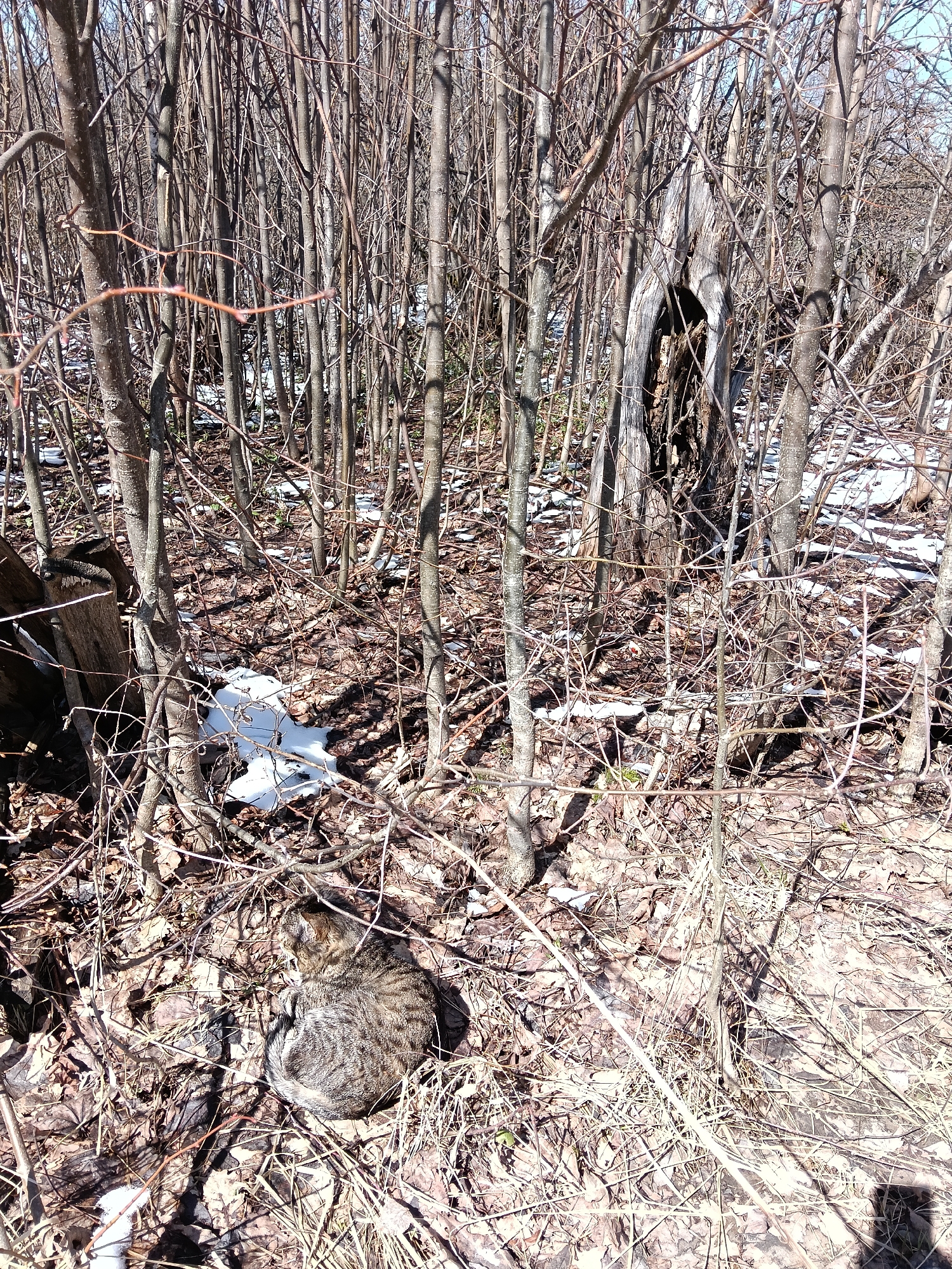 The image captures a serene, natural scene in a wooded area, likely in late winter or early spring, in Красный Маяк, Russia. In the foreground, a tabby cat, distinguished by its striped fur, is curled up and resting or sleeping on the ground. The forest floor is covered with a thick layer of dried brown leaves, twigs, and other natural debris. Several patches of white, melting snow are visible, scattered across the ground, indicating cold weather conditions.
The scene is dominated by numerous slender, bare tree trunks and branches, which create a dense, vertical pattern throughout the frame. The absence of leaves on the trees suggests that they are dormant for the season. To the right side of the image, a prominent hollowed-out tree stump or trunk stands vertically, featuring a dark, cavernous opening.
Bright sunlight illuminates the scene, casting distinct, long shadows across the ground and the tree trunks, suggesting it is daytime, possibly late morning or early afternoon. The clear lighting highlights the textures of the dried foliage and bark. The overall atmosphere is quiet and peaceful, depicting a tranquil moment in nature. No text is visible in the image.