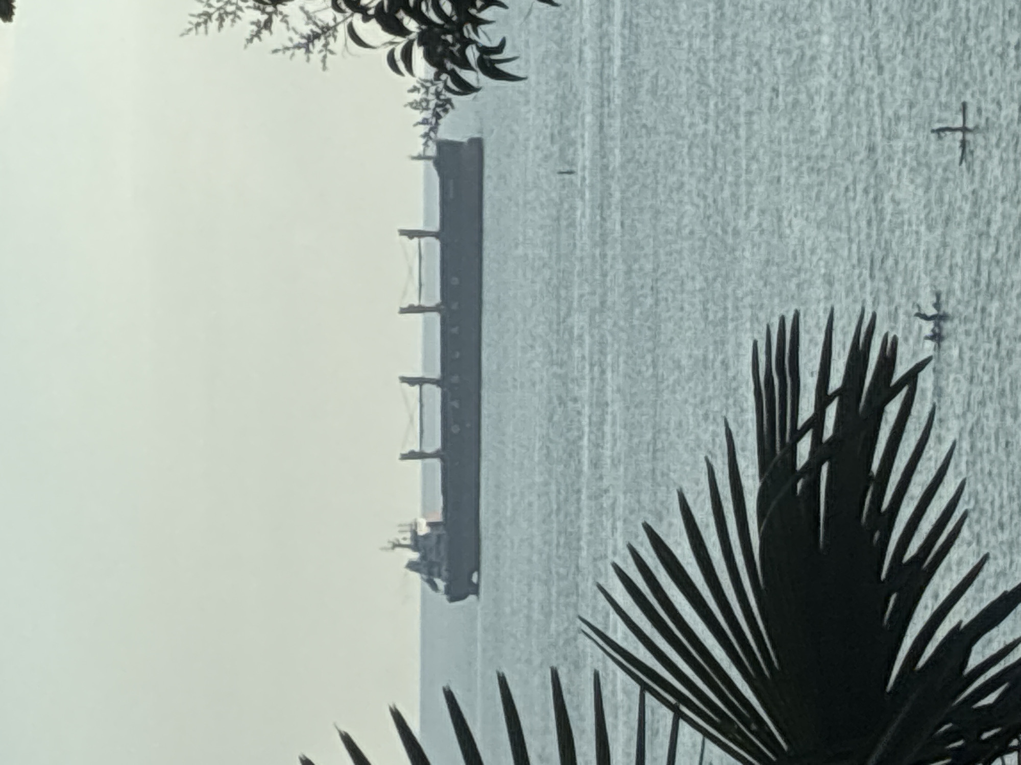A cargo ship is sailing on the Black Sea, seen from a distance. In the foreground, palm fronds partially obscure the view. A few people are paddleboarding on the water, far from the ship. The sky is overcast and a light grey. This scene is typical of the coastline in Sochi, Russia, a popular resort city known for its beaches and subtropical climate.