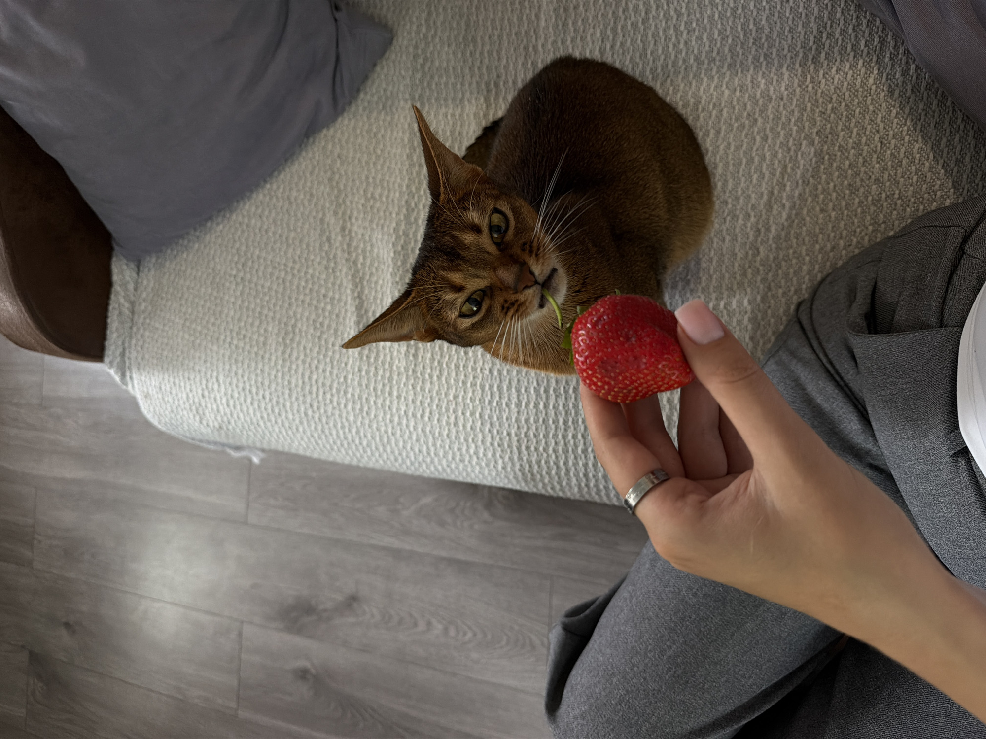 A high-angle shot shows a brown Abyssinian cat on a light-colored sofa, looking up towards a human hand holding a strawberry. The cat has green strawberry stems in its mouth. The hand, wearing a silver ring, is positioned slightly to the right of the cat. The person is wearing grey trousers. The setting appears to be indoors, with light grey wooden flooring and a grey cushion to the left of the sofa. There is no information indicating the location of the image is Kazan, Russia.