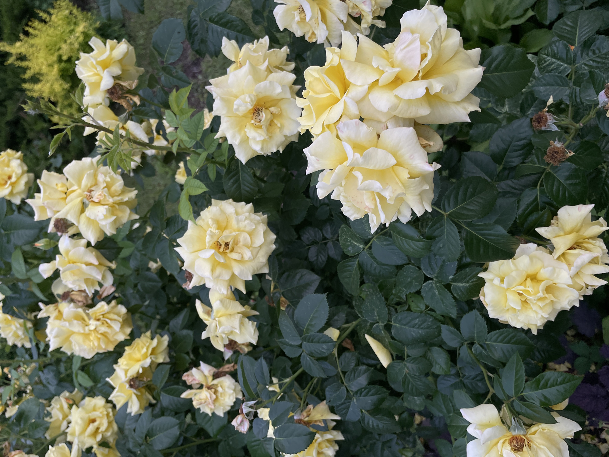 This image captures a close-up view of a bush laden with pale yellow roses. The roses are in various stages of bloom, with some fully open, revealing their layered petals, while others are still developing buds. The foliage is a deep, dark green, providing a stark contrast to the vibrant yellow of the flowers. There are also some dried rose heads visible, hinting at the passage of time. The background is blurred, suggesting a shallow depth of field, and hints of other greenery and possibly a path or lawn are discernible. The overall impression is one of a lush and vibrant garden setting. The image does not contain any explicit information about its location in Moscow, Russia, nor does it depict any people or specific actions.