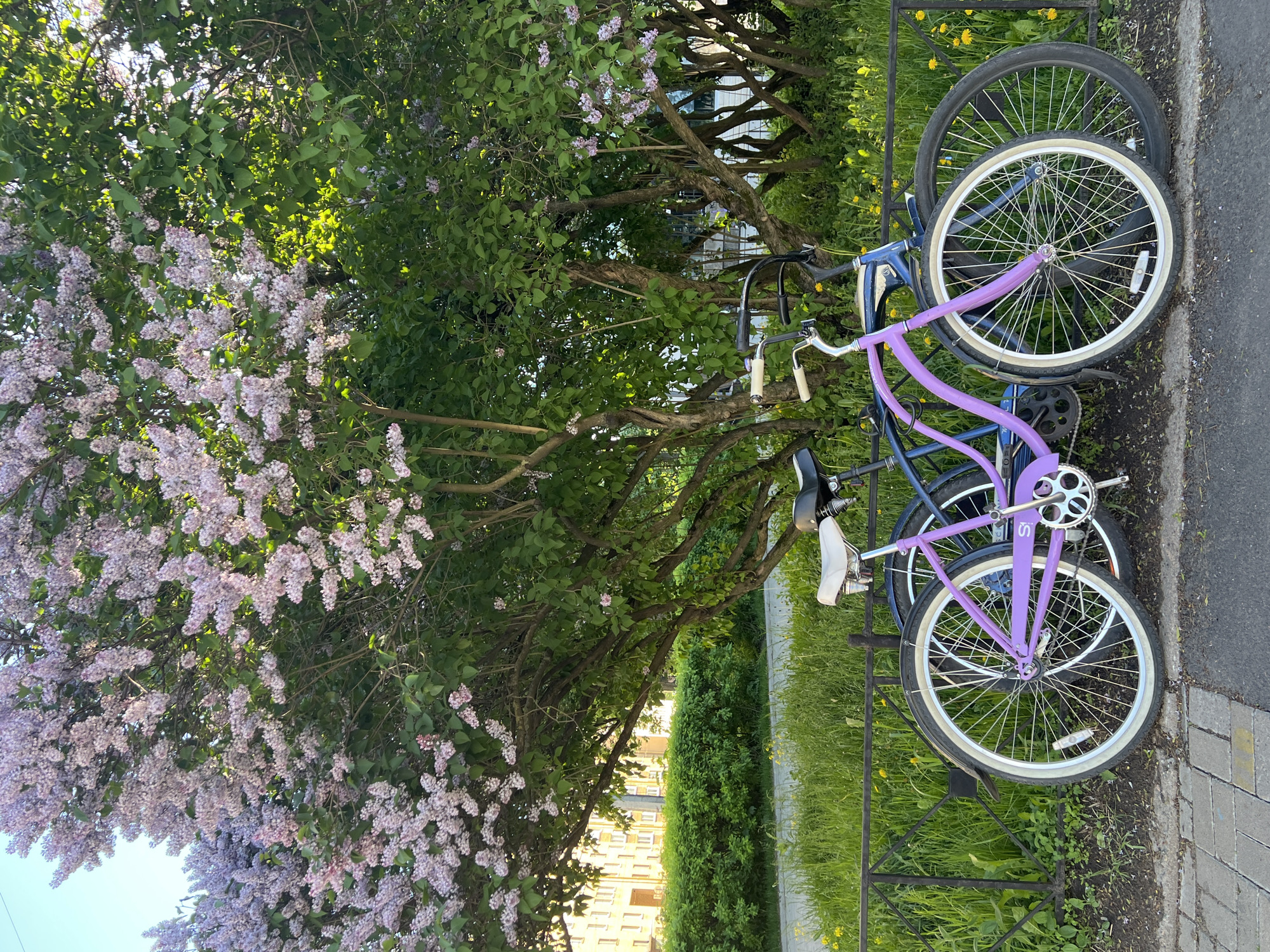 The image depicts two bicycles parked next to a blossoming lilac bush along a street in what is likely Saint Petersburg, Russia. The scene is set along a sidewalk paved with grey bricks, adjacent to a black metal fence separating the street from a patch of green grass dotted with yellow dandelions.
The bicycles are leaning against the fence. The prominent one is a lavender/purple bicycle with white tires and a chrome crankset. Behind it is a dark blue bicycle with black tires. The two bikes are positioned at a slight angle to the fence.
To the left of the bicycles is a large lilac bush, laden with lavender-colored blossoms. Behind the bush, more greenery is visible, including additional trees and bushes. In the background, a building with light yellow walls can be seen. The angle and color temperature suggests that the image was taken in late spring or early summer, likely during the late afternoon or early evening.