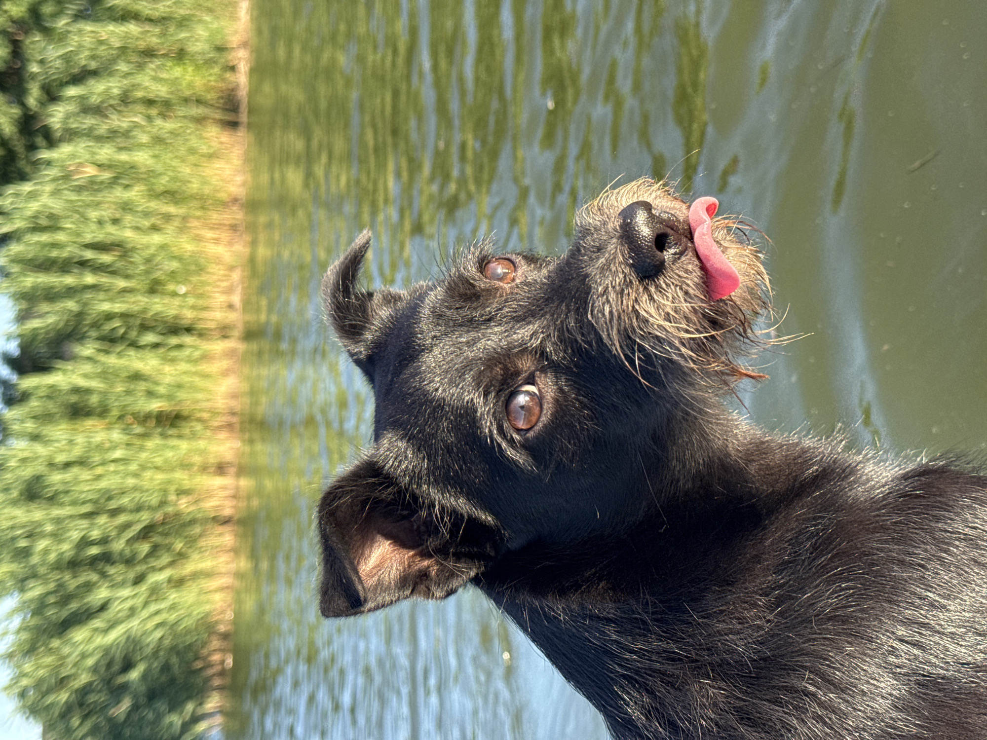 In Novotitarovskaya, Russia, a close-up shot captures a black terrier-mix dog with a scruffy coat and intelligent brown eyes. The dog is positioned on the left side of the frame, facing right, with its tongue playfully sticking out. Behind the dog, the water of a lake or river shimmers under the sunlight, reflecting the green reeds that line the far bank. The overall scene conveys a sense of a warm, sunny day spent outdoors by the water.