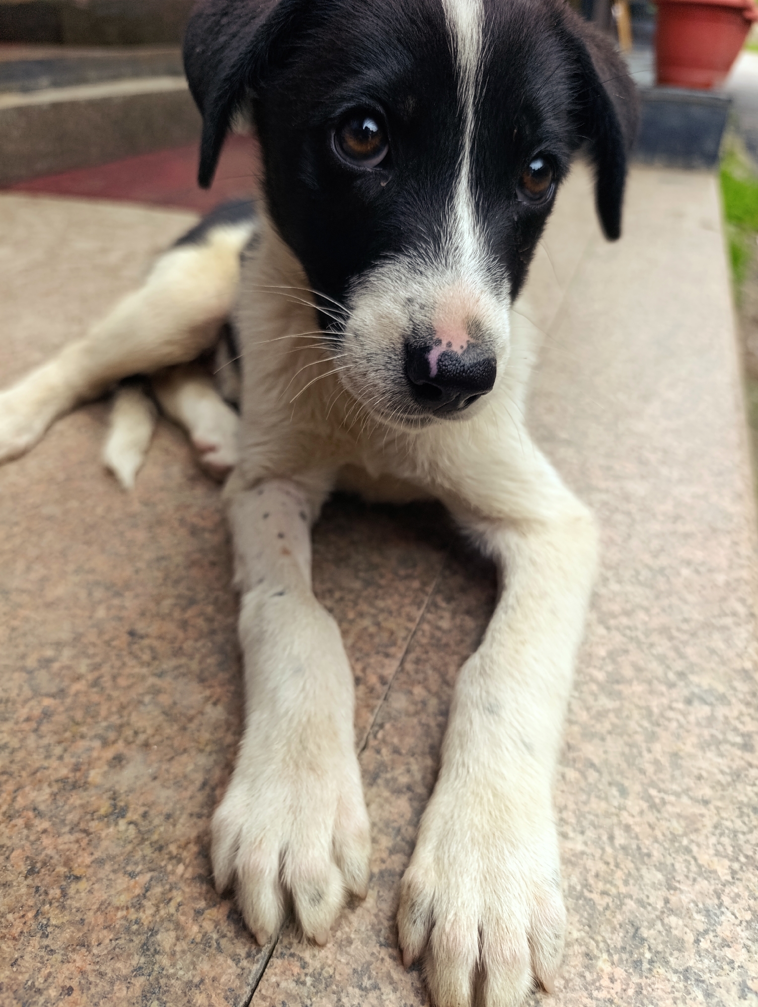 A black and white puppy lies on a speckled tiled floor, its body angled to the left of the frame and its head turned to face the camera. The puppy has dark brown eyes, a black nose with pinkish markings, and white fur on its muzzle and chest. Its ears are black and hang down. Its front legs are extended forward, with white paws resting on the tiles. The puppy's fur is short and appears slightly damp in places. Dark speckles are visible on the puppy's white legs. The background shows a blurred red pot and some greenery. The image is taken from a low angle, close to the ground. The overall impression is of a young dog in a relaxed posture on an outdoor tiled surface.