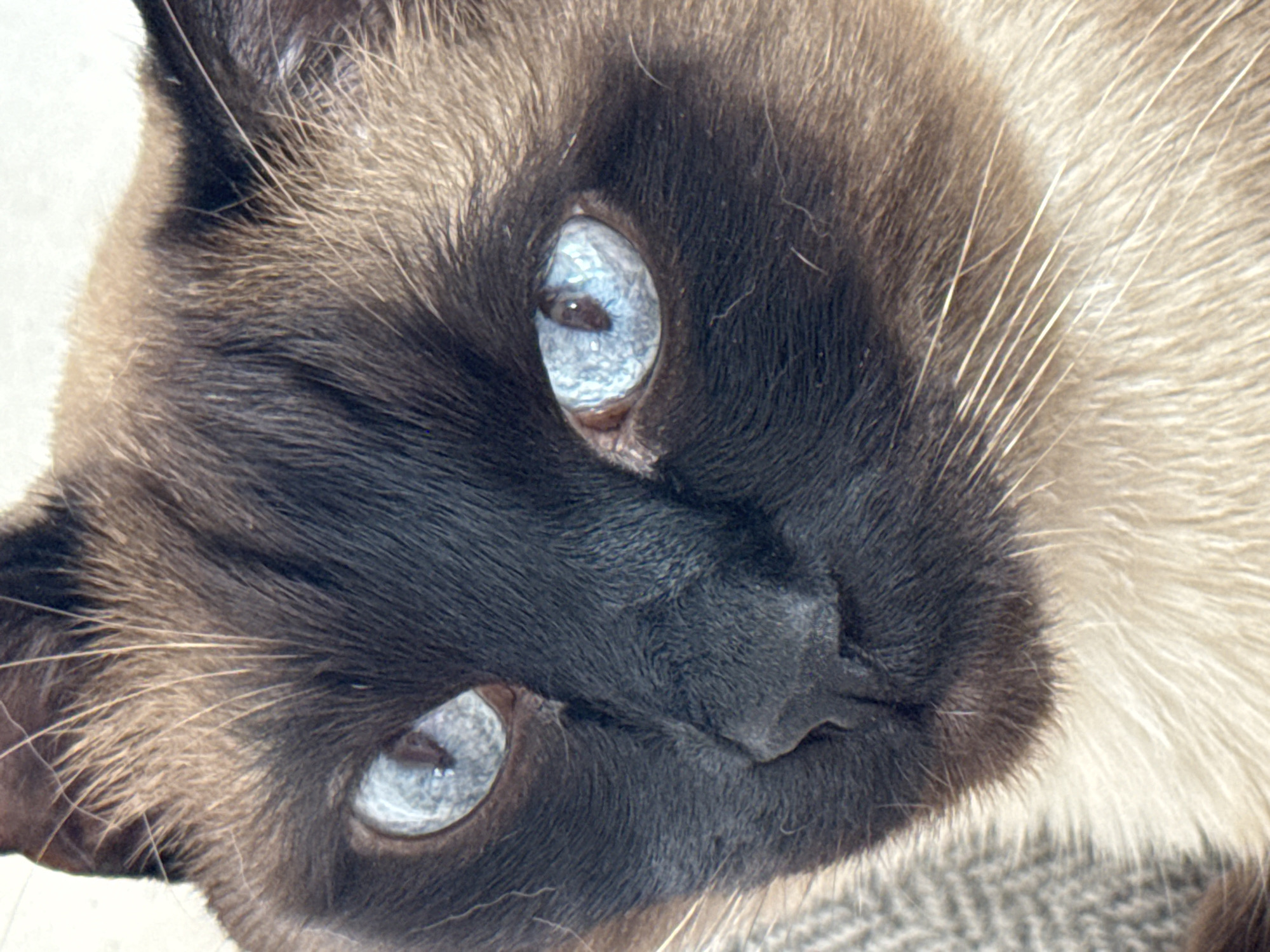 A close-up photograph features the face of a Siamese cat with striking blue eyes. The cat's fur displays the characteristic colorpoint pattern, with dark brown or black markings on its face and lighter fur on the rest of its body. The cat is lying down, and the angle of the photo suggests it may be resting on a soft surface. The image is focused on the cat's face, highlighting its eyes and facial features. The location in the city of Steklyannyi, Russia, is not discernible from the image itself.