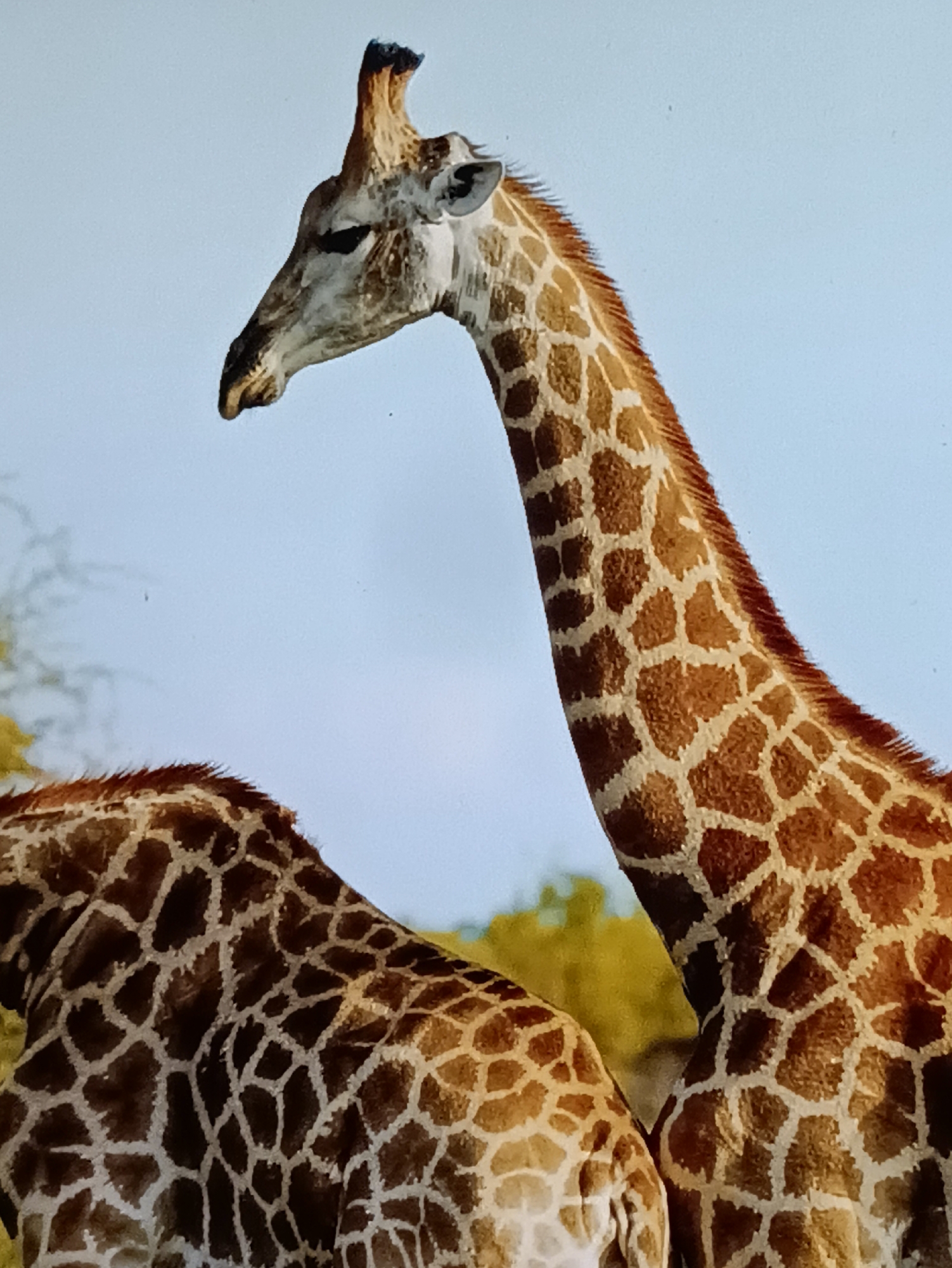 This media file features a close-up, eye-level view of two giraffes in what appears to be a natural or semi-natural habitat, possibly a savanna or zoo enclosure, given the presence of foliage and clear sky. The primary subject is the head and neck of one giraffe, positioned prominently in the foreground, facing left. Its distinctive brown and white patterned coat is clearly visible, as is its ossicones (horn-like protrusions) and dark eye. Behind and to the left of this giraffe, the patterned back of another giraffe is partially visible. The background consists of a clear, pale blue sky and some blurred green and yellow foliage, suggesting it might be daytime with fair weather. There is no visible text in the media file. The overall impression is of a peaceful, observational shot of these iconic animals.