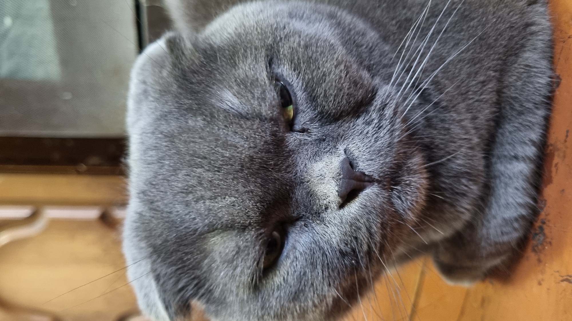 A close-up, eye-level shot focuses on the face of a grey Scottish Fold cat. The cat has characteristic folded ears, a dark nose, and wide white whiskers. Its eyes are partially closed, with one eye showing a hint of green in the pupil. The fur is dense and appears soft. The background is blurred, showing warm-toned wooden surfaces and a darker, out-of-focus area that could be furniture or part of a room. There are no people present in the image. The scene appears to be indoors. The image does not contain any information about the city of Vysokoe, Russia.