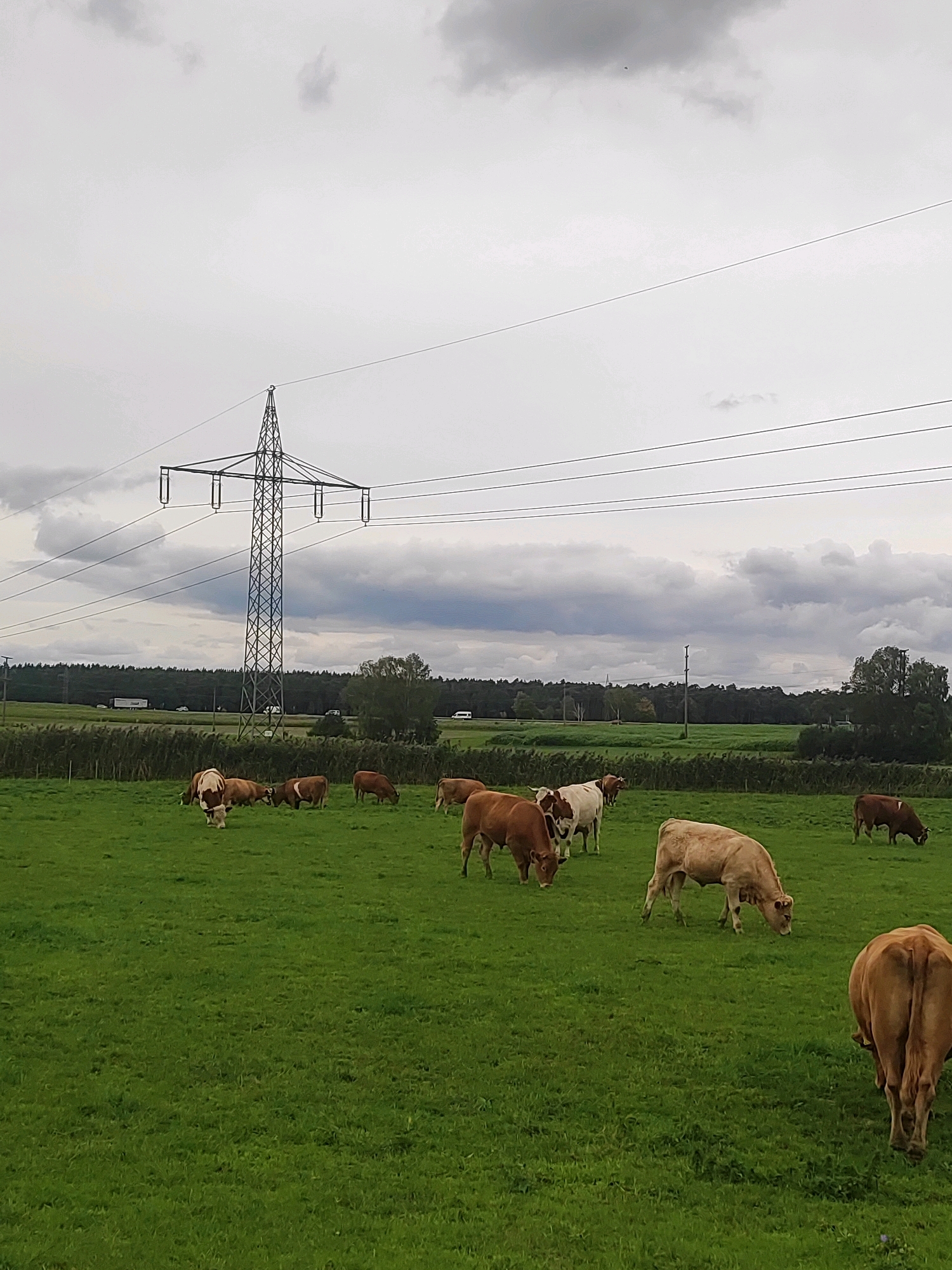 This image depicts a pastoral scene in Burgoberbach, Germany, under a cloudy sky. The foreground features a lush green pasture where several cows are grazing. These cows are of varying shades of brown and white. In the midground, a prominent electrical pylon stands tall, with high-voltage power lines stretching across the frame. Beyond the pasture, a dense line of trees forms a dark green backdrop, with a few mobile homes and vehicles visible near the tree line. The overall impression is one of rural tranquility, with the industrial element of the power lines juxtaposed against the natural landscape and livestock.