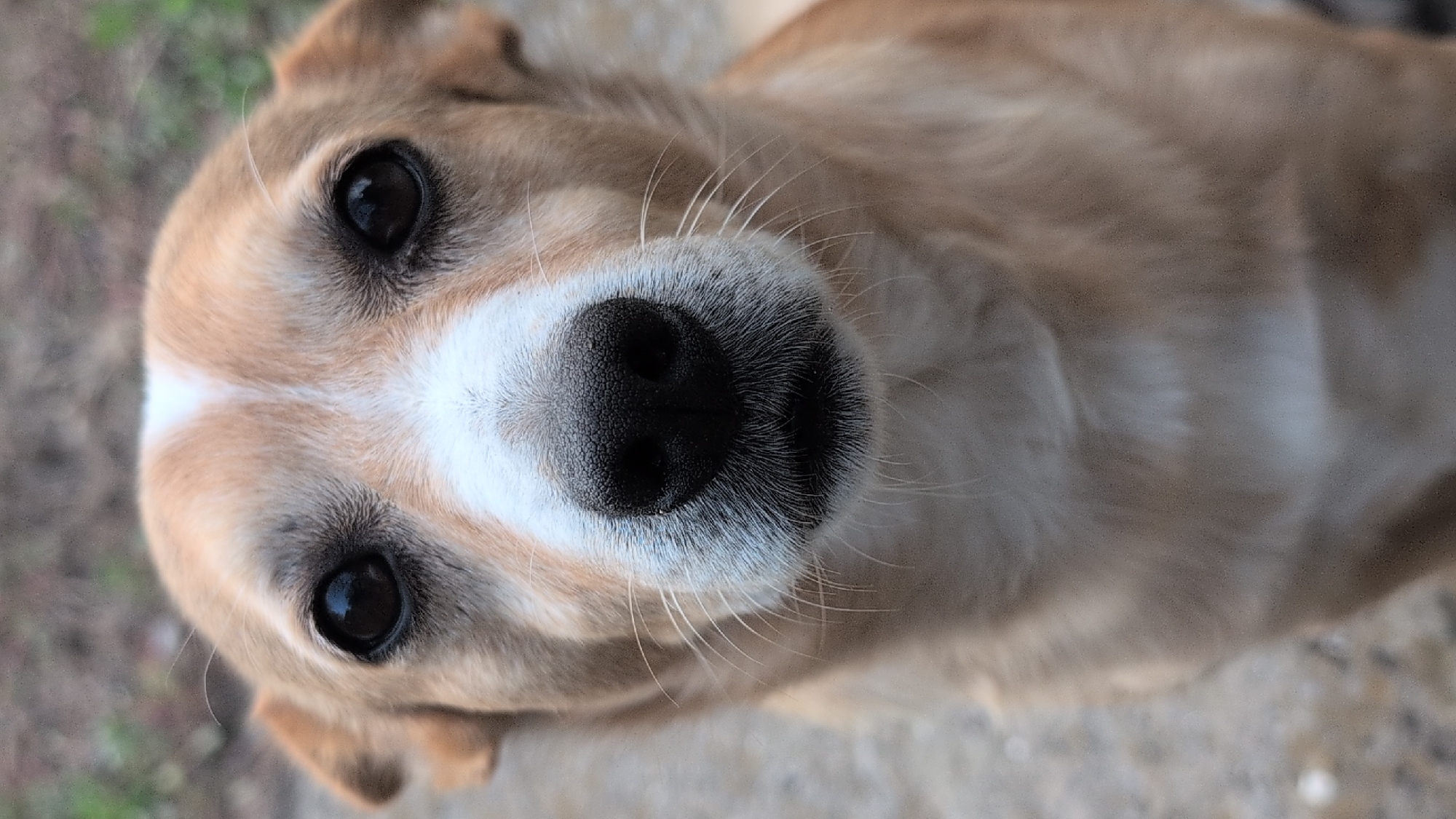 A close-up, eye-level shot captures the face of a light brown and white dog. The dog is looking directly at the camera. Its fur is short and appears somewhat coarse. The dog has large, dark eyes with dark brown irises and black pupils. A prominent white stripe runs from the bridge of its nose up between its eyes and onto its forehead. Its nose is black and has a moist, textured appearance. The dog has light brown fur around its eyes and muzzle, with white fur on its chin and chest. The background is softly blurred and appears to be an outdoor setting with muted earthy tones, suggesting a ground surface and some vegetation. The image does not contain any elements that can be used to identify the location as Izmail, Ukraine.