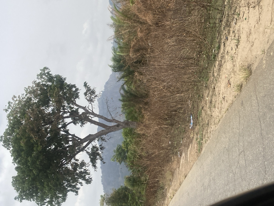 The scene depicts a roadside environment in Sasaro, Nigeria, under a uniform overcast sky. A segment of a gray asphalt road, exhibiting linear cracks, occupies the lower left quadrant. Adjacent to the road, a sandy shoulder contains sparse green grass and scattered litter, including a prominent blue and white plastic object positioned centrally on the ground. The midground features a dense expanse of dry, light brown, brittle vegetation, varying in height. Centered within the frame, a large deciduous tree with a substantial, multi-branched dark trunk displays a canopy of primarily green leaves, interspersed with areas of light brown foliage. Behind the dry vegetation, further dense green trees and palm-like plants are visible. The far background presents a range of hazy, bluish-gray mountains with rugged profiles. No people or explicit actions are present.
