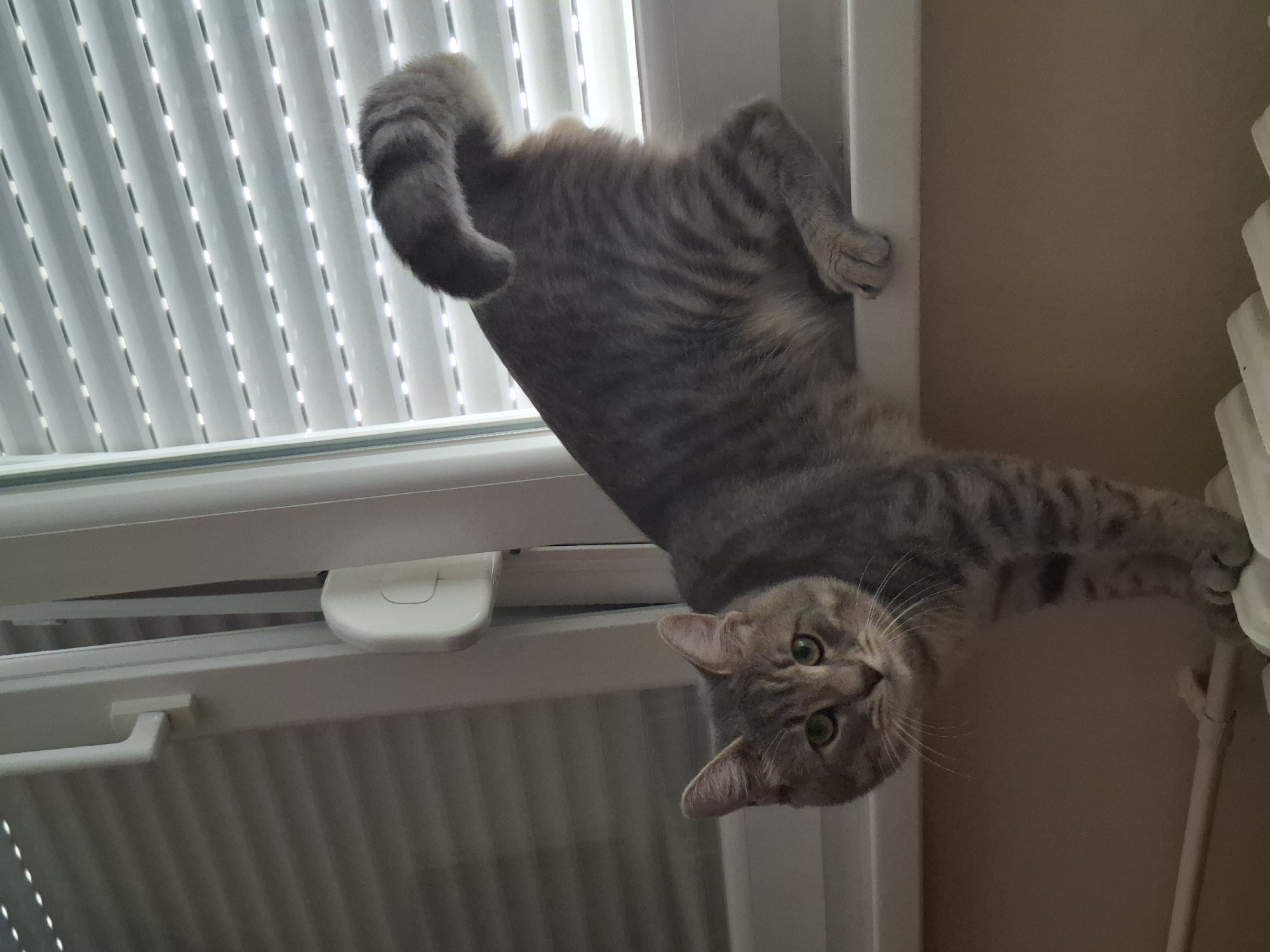 A gray tabby cat is hanging upside down from a white window frame with closed blinds in Novi Sad, Serbia. The cat is gripping the frame with its paws, with its head dangling downwards and looking directly at the camera. The background includes a beige wall and a white radiator.