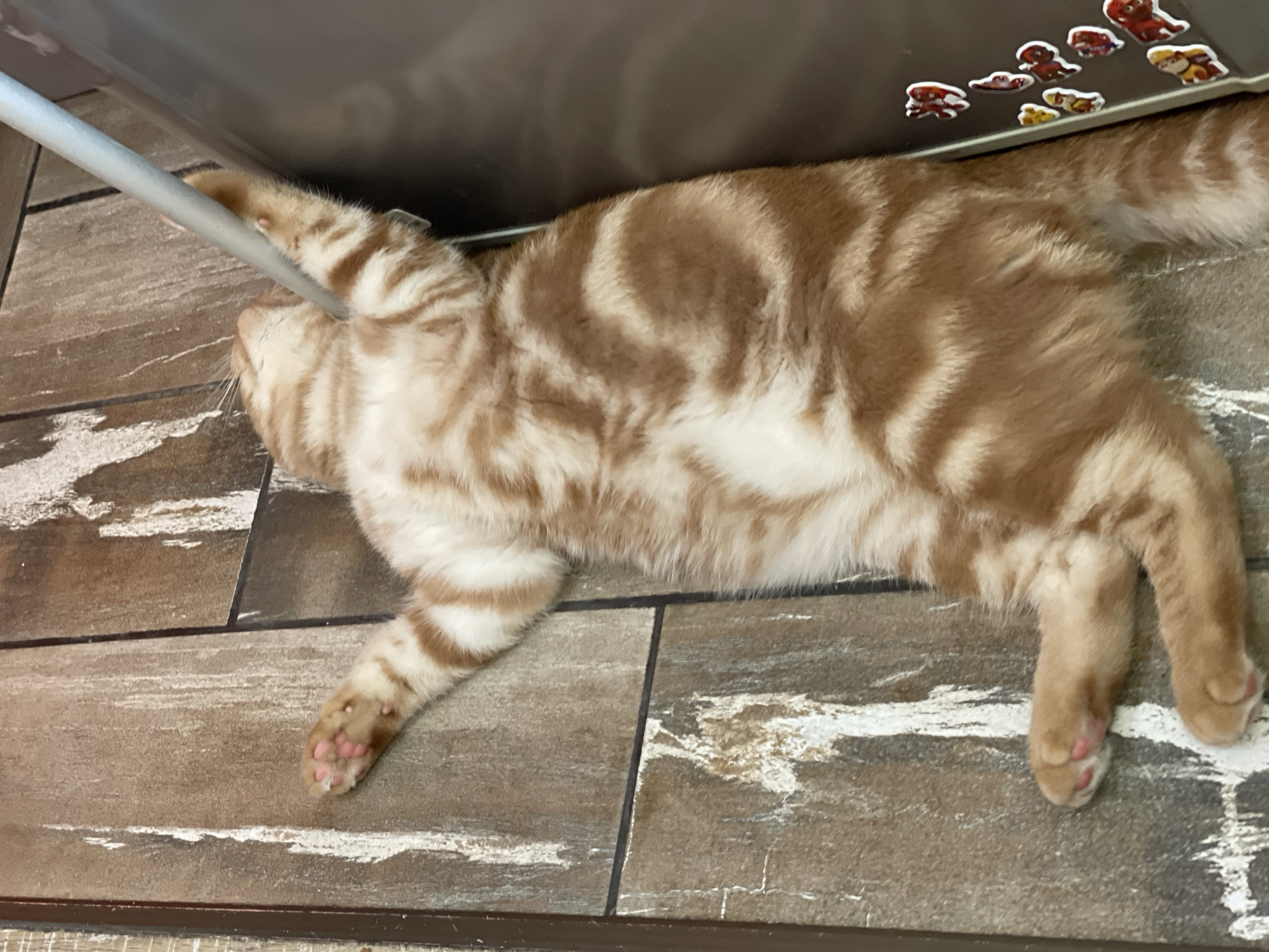 A ginger and white tabby cat is lying on its back on a tiled floor, with its front paws reaching up towards a silver pole or handle. The cat's belly is exposed, and its paws are extended. The floor is made of brown and grey tiles with a textured, wood-like pattern. To the right of the cat is a dark grey surface, possibly a refrigerator, adorned with small, colorful cartoon character stickers. The scene appears to be indoors, in an area with standard household flooring. The location in Kommunarka, Russia, is not visually ascertainable from the image.
