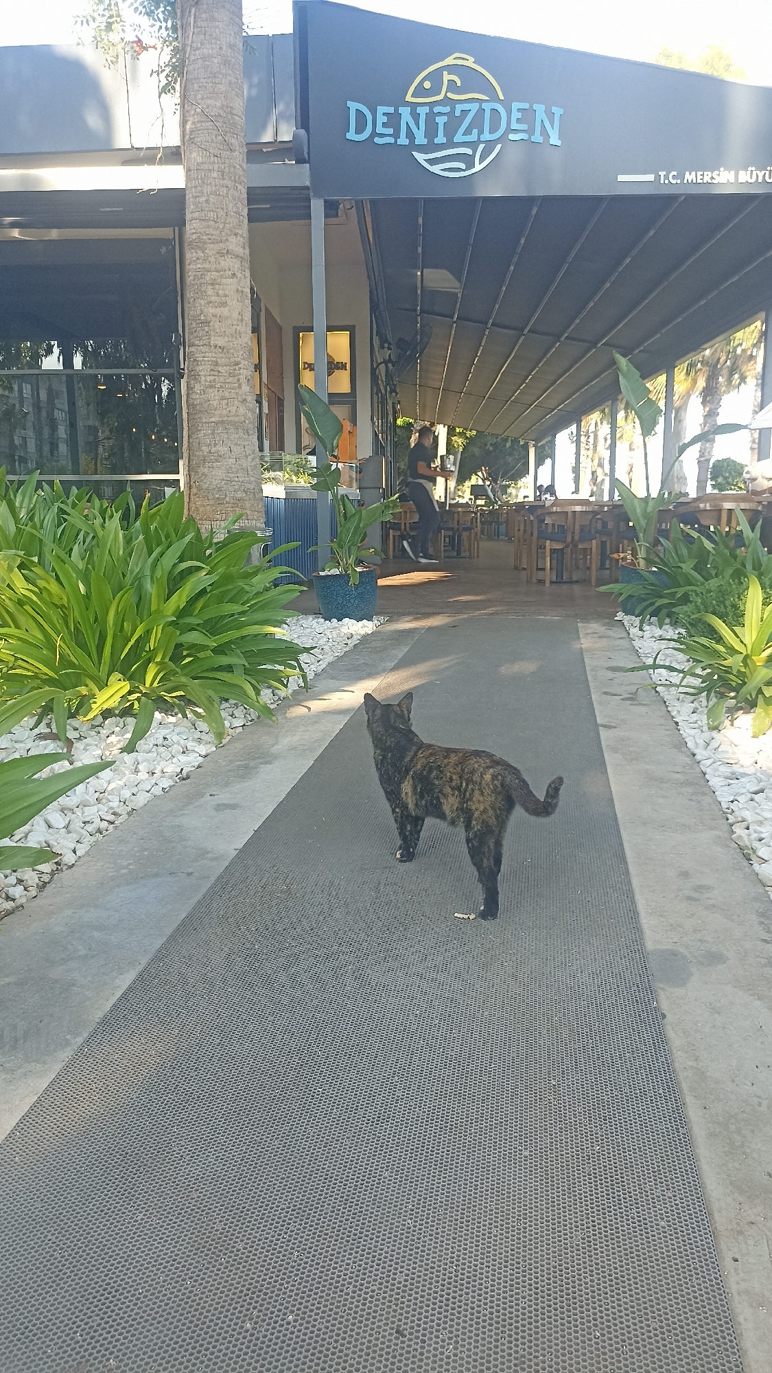 A tortoiseshell cat stands on a grey, textured walkway, facing away from the camera. The cat is looking towards a building with a large sign that reads "DENİZDEN" in blue letters, accompanied by a stylized fish graphic. To the right of the sign, smaller white text reads "T.C. MERSİN BÜYÜK".
The scene appears to be an outdoor seating area of a restaurant or cafe. Tables and chairs are visible under a covered walkway. Lush green plants are planted along the left side of the walkway, separated by white stones. In the background, palm trees suggest a warm climate. A person, possibly an employee, is walking in the distance, carrying something. The lighting suggests it is daytime, likely late afternoon or early morning, given the shadows. The overall atmosphere seems relaxed and casual.