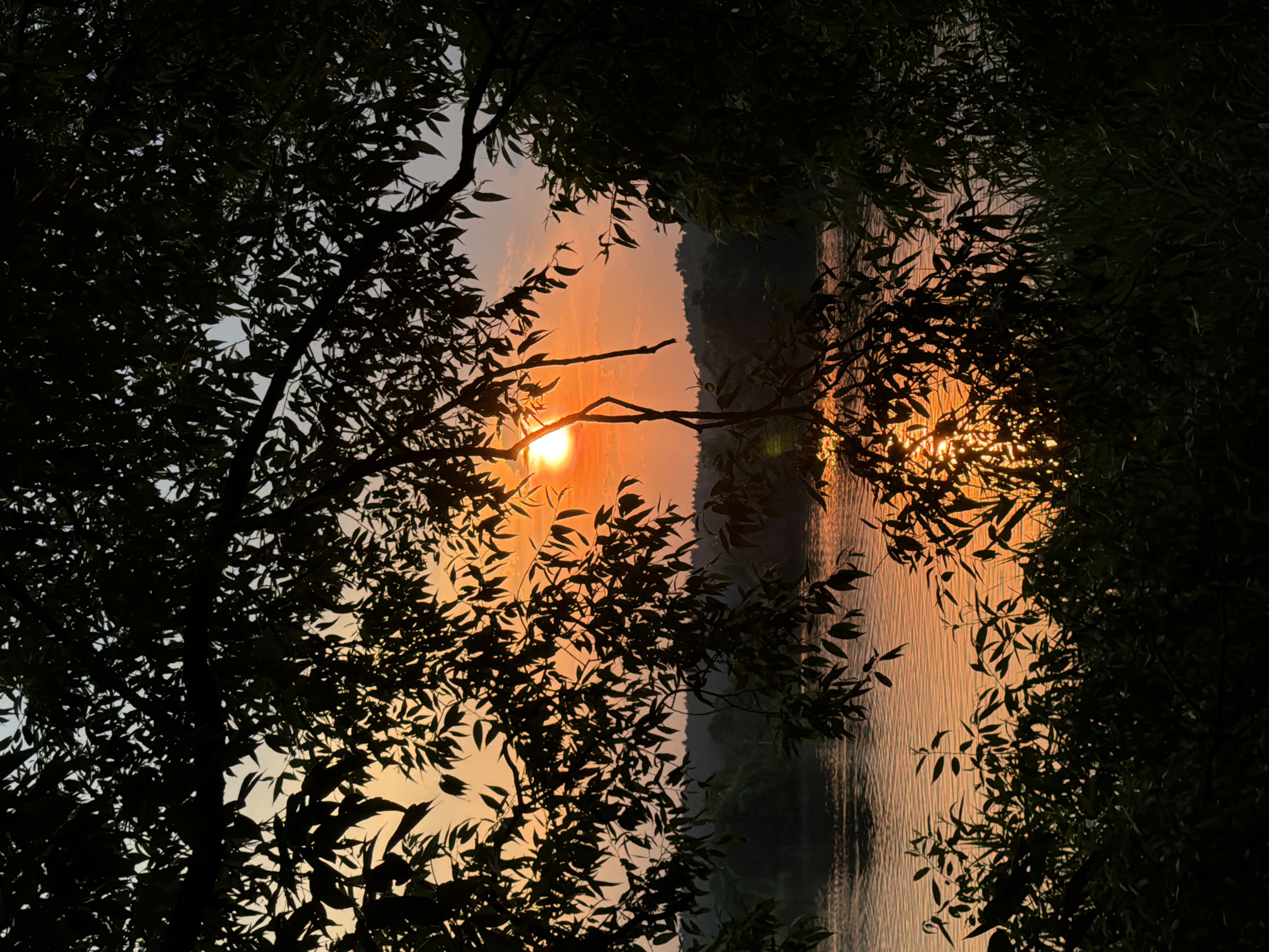 The image depicts a serene sunset over a body of water, likely a river or lake, in the vicinity of Satino-Russkoe, Russia. The foreground is dominated by the dark silhouettes of trees and foliage, framing a view of the water and the sky. The sun, a bright orange orb, is partially obscured by the branches and leaves, casting a warm, golden glow on the water's surface. The sky transitions from a vibrant orange near the horizon to a paler blue at the top. In the distance, the dark silhouettes of trees and hills create a sense of depth and complete the tranquil landscape. There are no people or animals visible in the image. The overall atmosphere is one of peacefulness and natural beauty.