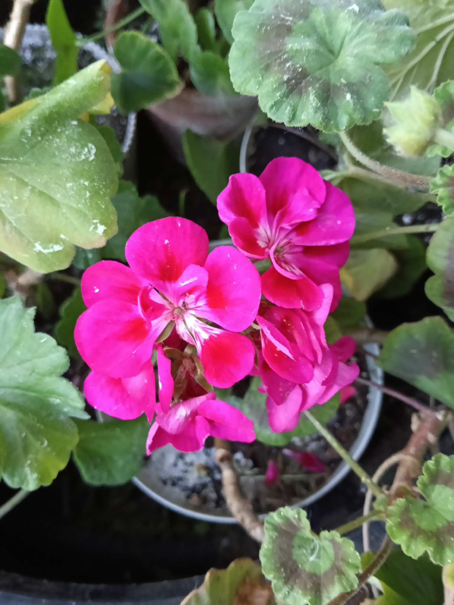 A vibrant cluster of fuchsia-pink geranium (Pelargonium) flowers is the central subject of this close-up image, set in Красный Маяк, Russia. Several individual blooms are visible, each displaying multiple petals with a rich magenta hue that fades to a lighter pink or white towards their intricate centers, where stamens are discernible.
The flowers are surrounded by the plant's characteristic rounded, lobed green leaves. Many of these leaves feature a distinct darker, sometimes brownish, zone in their center, a common trait for zonal geraniums. Various leaves, particularly towards the top left, exhibit small white specks on their surface, which could be dust, dried water droplets, or early signs of a plant condition.
The plants appear to be growing in pots, with the edges of dark containers and dark soil visible in the background and foreground. Other green foliage from additional plants can be seen, suggesting a garden, balcony, or nursery setting. The lighting is bright and even, indicating a daytime scene. No human activity or visible text is present in the image.