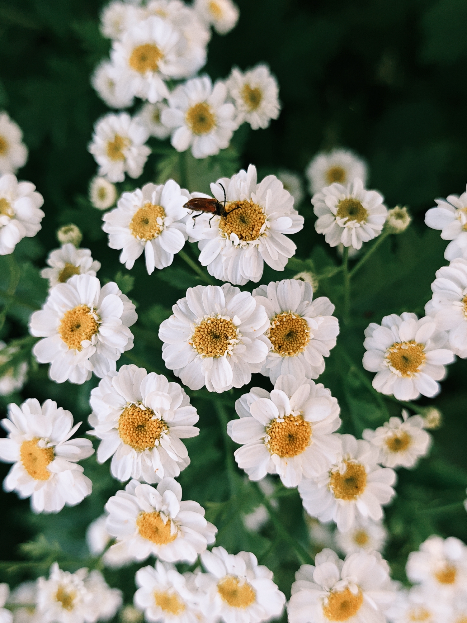 A high-angle, close-up shot captures a cluster of white chamomile flowers with yellow centers, interspersed with dark green foliage. A single, small, reddish-brown beetle is perched on the petals of one of the flowers. The image was taken in Parkhomivka, Ukraine.
