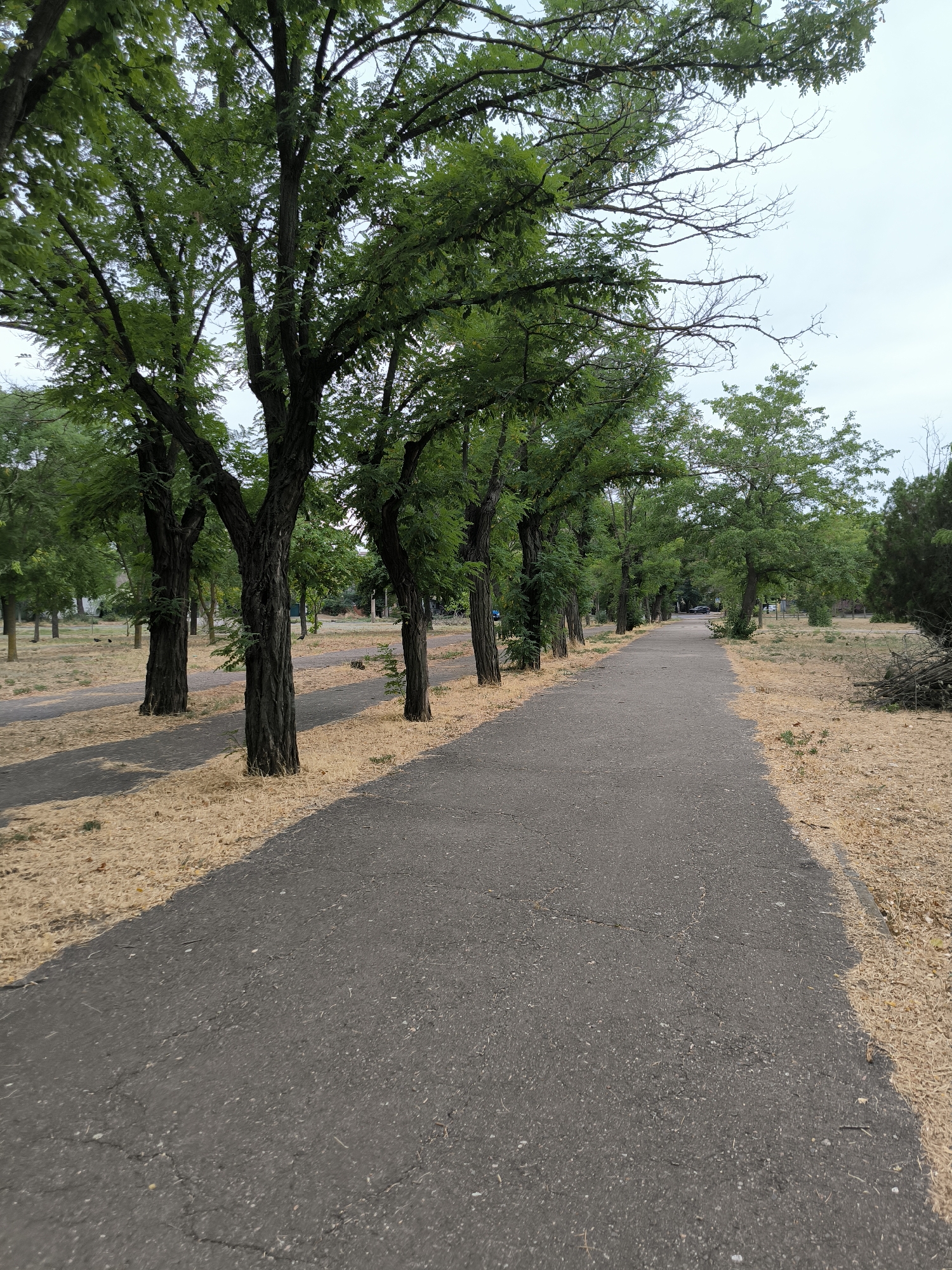This image depicts a park path lined with trees. The path is paved with asphalt and shows signs of wear, with cracks and patches visible. The trees are deciduous, with full green canopies, and appear to be planted in a row along the left side of the path. The ground beneath the trees is covered in a layer of dry, straw-like material. In the background, more trees and open grassy areas are visible, along with some scattered debris. The sky is overcast. The image is taken from a low angle, looking down the path. This scene is consistent with the appearance of many urban parks in Mykolaiv, Ukraine, particularly those that might have been affected by seasonal foliage shedding or dry periods.