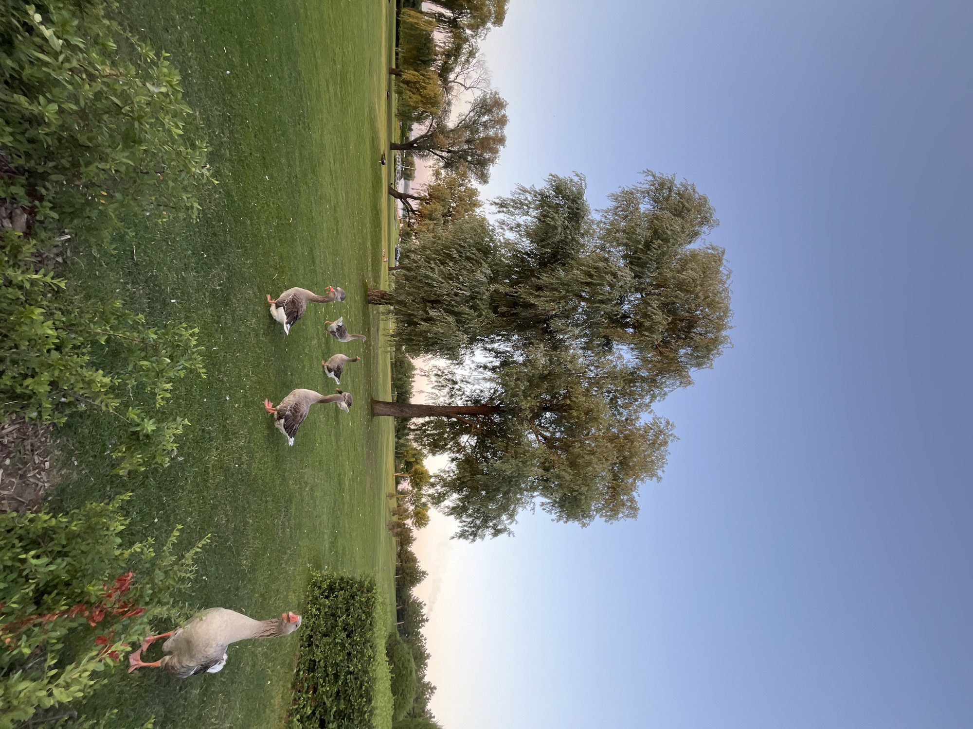 This is a full-shot, eye-level, outdoor photograph taken in Dnipro, Ukraine. The scene depicts a lush, green lawn with several large trees and manicured bushes. Six geese are present in the frame; four are in the middle ground, and two are in the foreground. The sky is clear and a pale blue, indicating it is either early morning or late evening. The overall atmosphere is peaceful and natural.
