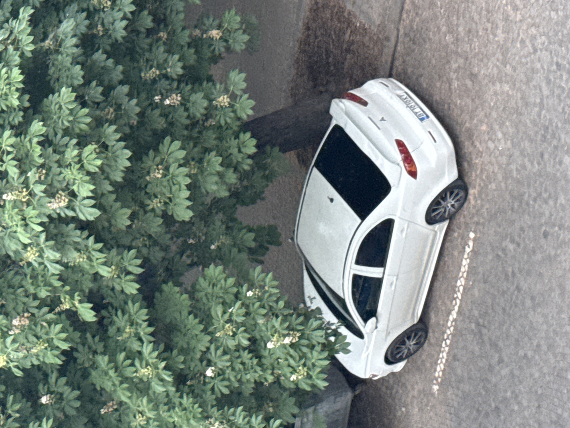 An aerial view captures a white car parked adjacent to a tree in what appears to be a residential area. The car is positioned on an asphalt surface with a partially visible curb. The leaves of the tree cover the ground beside the car. The license plate on the car is slightly visible, revealing "DT 1010 KT", suggesting the location might be Sofia, Bulgaria. The environment seems to be an urban setting.