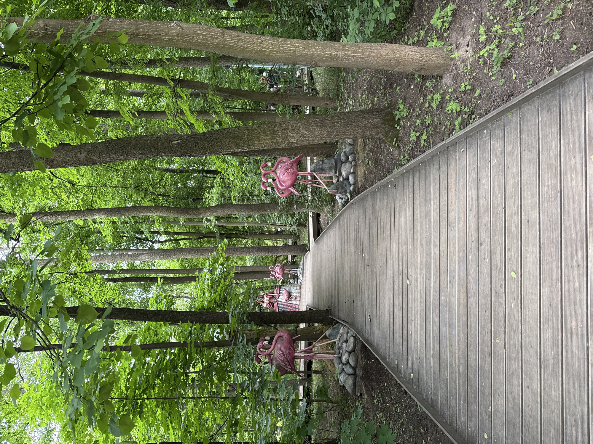 This image depicts a serene, wooded pathway within a park in Moscow, Russia, during daytime. A gently curving wooden boardwalk, constructed from parallel, weathered gray planks, extends from the foreground towards the middle distance, bending slightly to the left.
The path is bordered by numerous tall, slender trees with rough, gray-brown bark and lush, vibrant green foliage, indicative of spring or summer. The dense tree canopy filters the sunlight, creating a diffused, soft illumination across the scene.
Along the left side of the boardwalk, nestled among the trees and sparse green undergrowth, are several decorative pink flamingo statues. The closest group features three stylized flamingos, two standing prominently with a third slightly behind, all positioned on a cluster of gray rocks. Further down the path, another, more elaborate set of pink flamingos is visible, accompanied by additional decorative elements, possibly a red, patterned structure behind them. A third, partially obscured group of flamingos can be seen further in the background.
The ground surrounding the path and trees consists of dark soil with scattered patches of small green plants and leaves. No people are visible, and no specific activities are explicitly depicted, though the pathway suggests a place for leisurely walking or strolling. The overall atmosphere is tranquil and inviting, blending natural greenery with whimsical artistic elements. There is no visible text in the image.