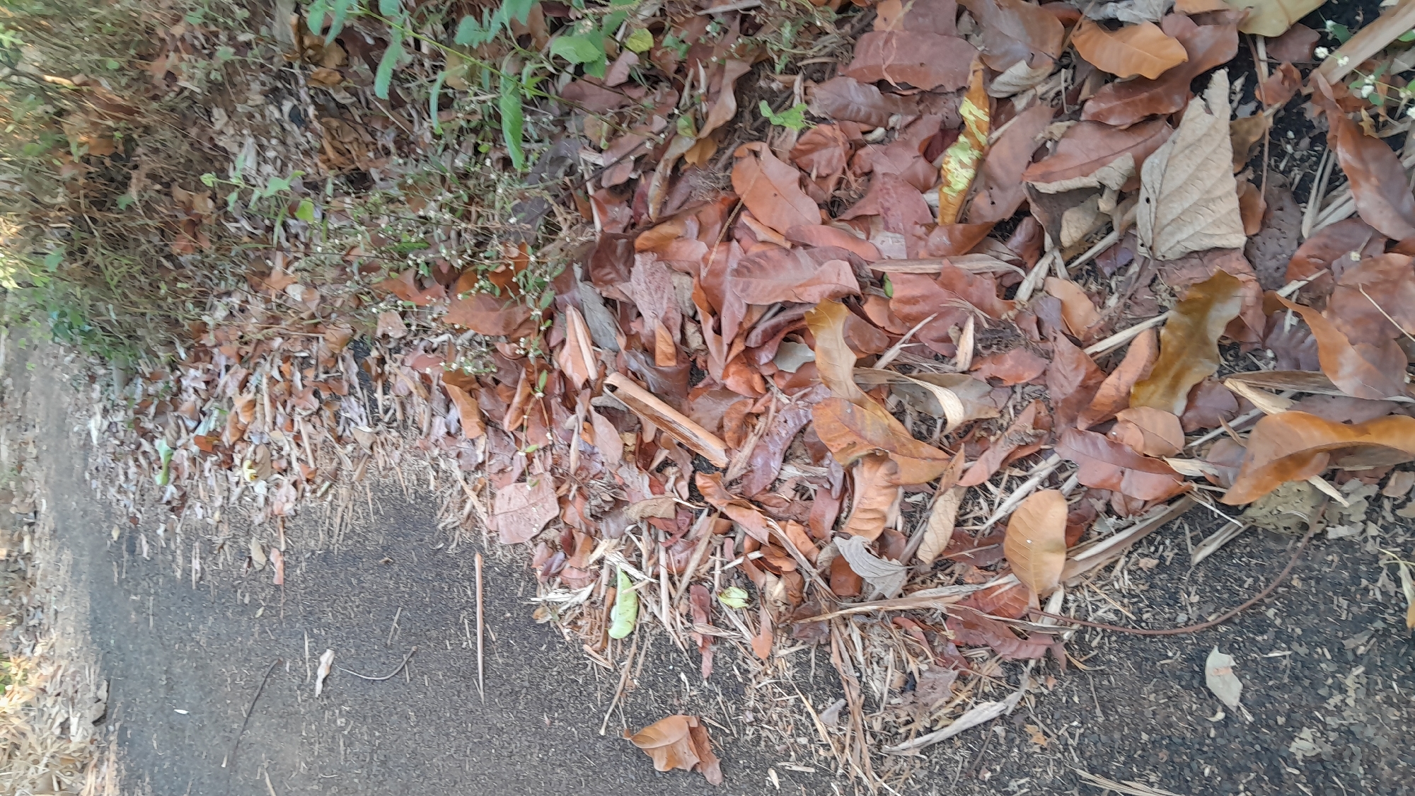 The image depicts a portion of a paved pathway, likely a road or walking trail, with its edge lined by a thick layer of dry, brown fallen leaves and twigs. The pathway appears to be asphalt or a similar dark, granular material. To the right of the pathway, the ground is covered with dense, dry vegetation, including more fallen leaves and some sparse green plants with small white flowers. The scene is outdoors, in a natural or semi-natural environment, possibly a park or rural area, consistent with the landscape found in and around Sumedang, Indonesia, given the warm climate and prevalence of trees that shed leaves. There are no people or animals visible in the image. The lighting suggests daytime, with dappled sunlight filtering through.