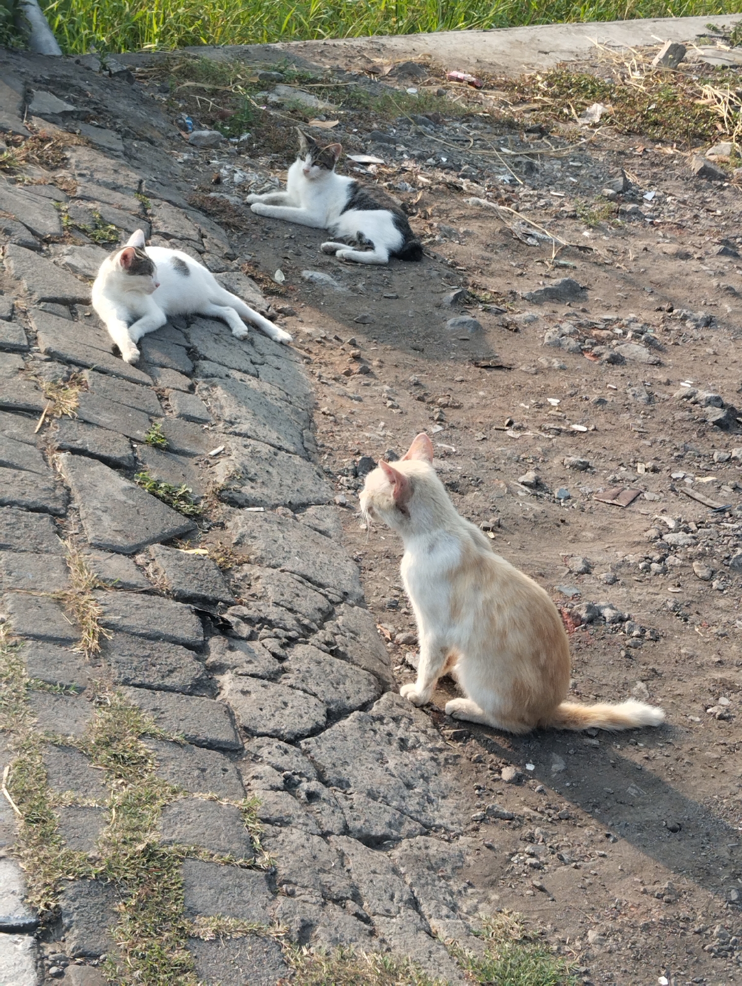 In Sawotratap, Indonesia, three domestic cats are observed on a sunlit outdoor terrain. Two cats are lying down on a paved surface composed of interlocking stones, while a third cat is seated on the unpaved ground. The cat on the far left, predominantly white with gray markings on its head and back, is resting on its side. Adjacent to it, a second cat, also white with gray and black patches on its back and head, is lying down. The third cat, a light orange tabby, is sitting upright and facing to the left. The environment consists of dry soil with scattered rocks and some sparse vegetation. The paved area appears weathered, with grass growing between the stones. Sunlight casts distinct shadows on the ground.