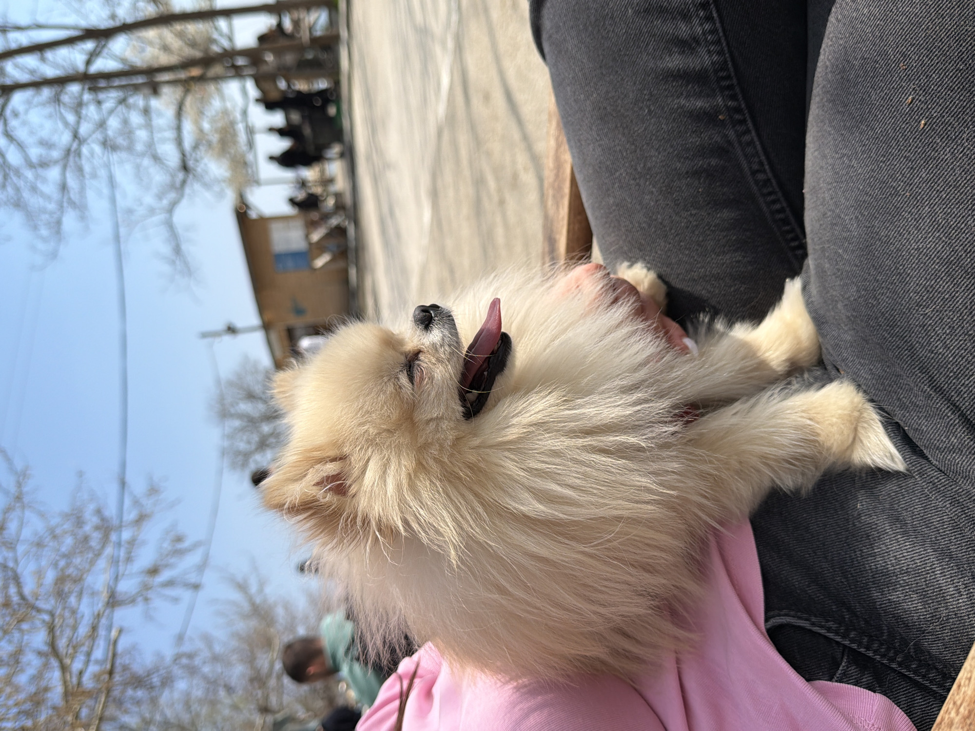 A medium shot of a tan Pomeranian dog lying on someone's lap. The dog is panting with its tongue sticking out. The person's legs are clad in black jeans, and the dog rests on a pink garment. In the blurred background, one can identify a pedestrian zone with various structures, trees, and utility poles. Based on visual clues like architectural style, vegetation, and the type of utility poles, the location appears to be Varna, Bulgaria.