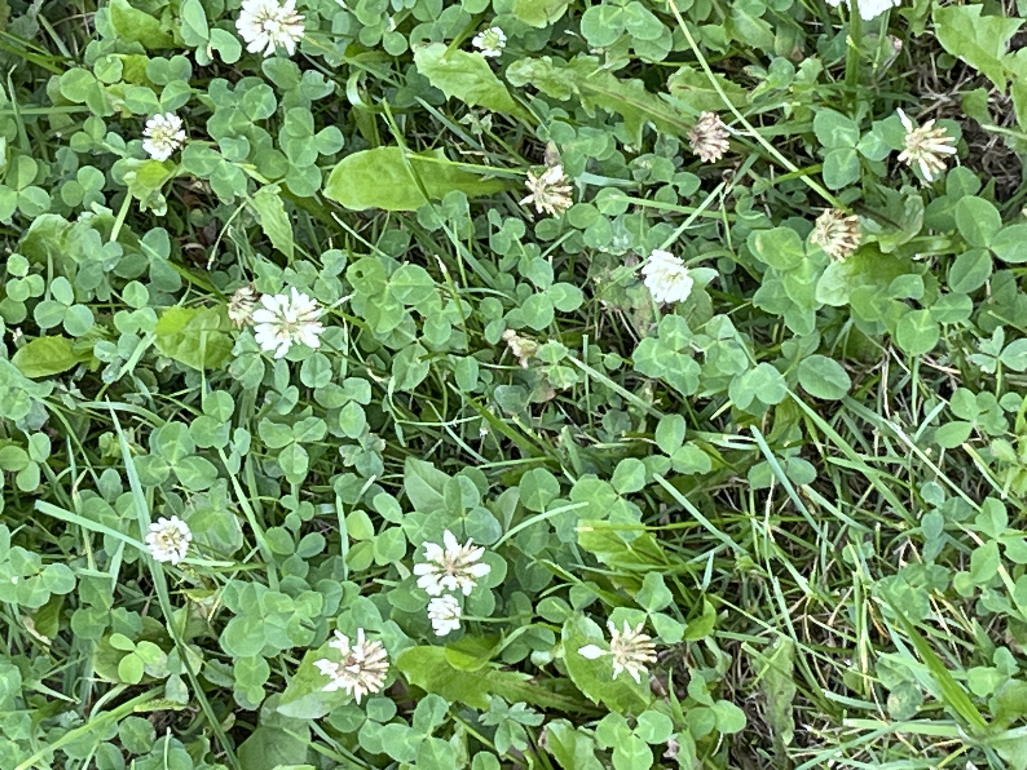 The image shows a close-up view of a patch of clover and grass, dotted with small white clover flowers and some dried clover heads. The foliage is lush and green, with individual clover leaves and blades of grass clearly distinguishable. The lighting suggests it is daytime, with natural light illuminating the scene. There are no people or discernible structures visible, indicating an outdoor, natural environment. The setting is a ground-level view of vegetation. The specific location in Minsk, Belarus, cannot be determined from the visual information provided in the image.