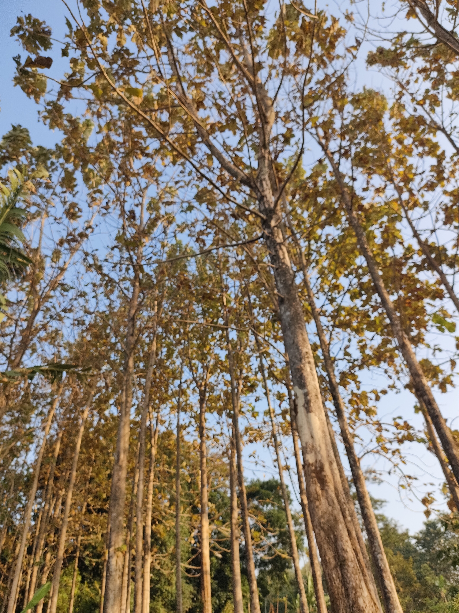 The image shows a forest of tall trees with sparse, yellowish-brown leaves, suggesting an autumn or dry season. The trees are densely packed, with their trunks appearing light brown and textured. The camera is looking upwards, with the sky visible through the branches. The environment appears to be a natural setting, possibly a plantation or a managed forest, with a clear blue sky above. No people or animals are visible. The scene lacks any urban elements or indications of a city location.