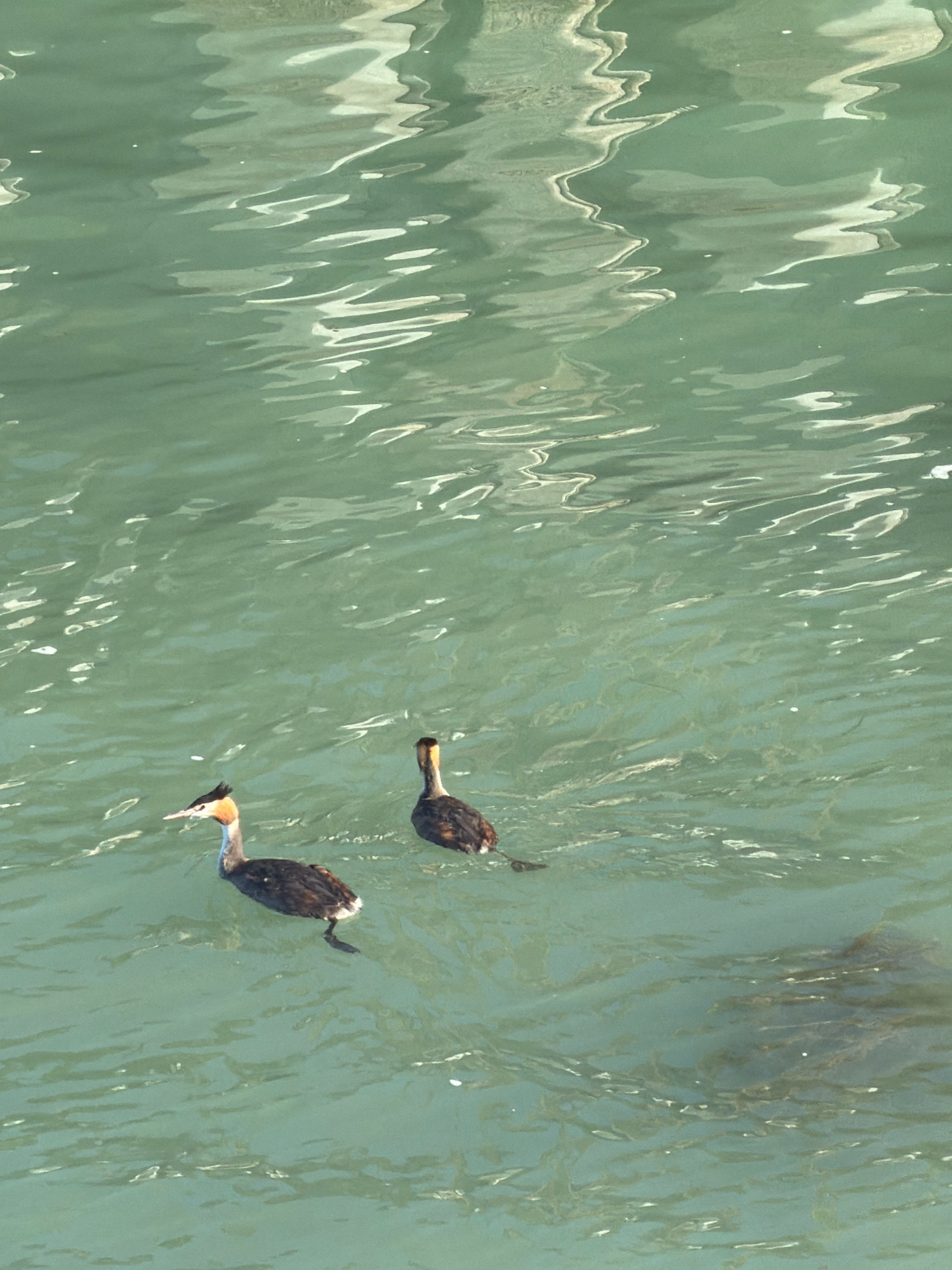 Two grebes swim in the green, rippling waters of Lake Constance, near the promenade in Friedrichshafen, Germany. The grebe in the foreground is on the left, facing left, with its head turned towards the viewer. It has a striking crest of black and orange feathers on its head and a reddish-brown neck with white cheeks. The other grebe is further back and to the right, facing away from the viewer, with its head and neck visible, showing a similar color pattern. The water reflects light in shimmering patterns, and there are some submerged plants visible in the lower right portion of the image.