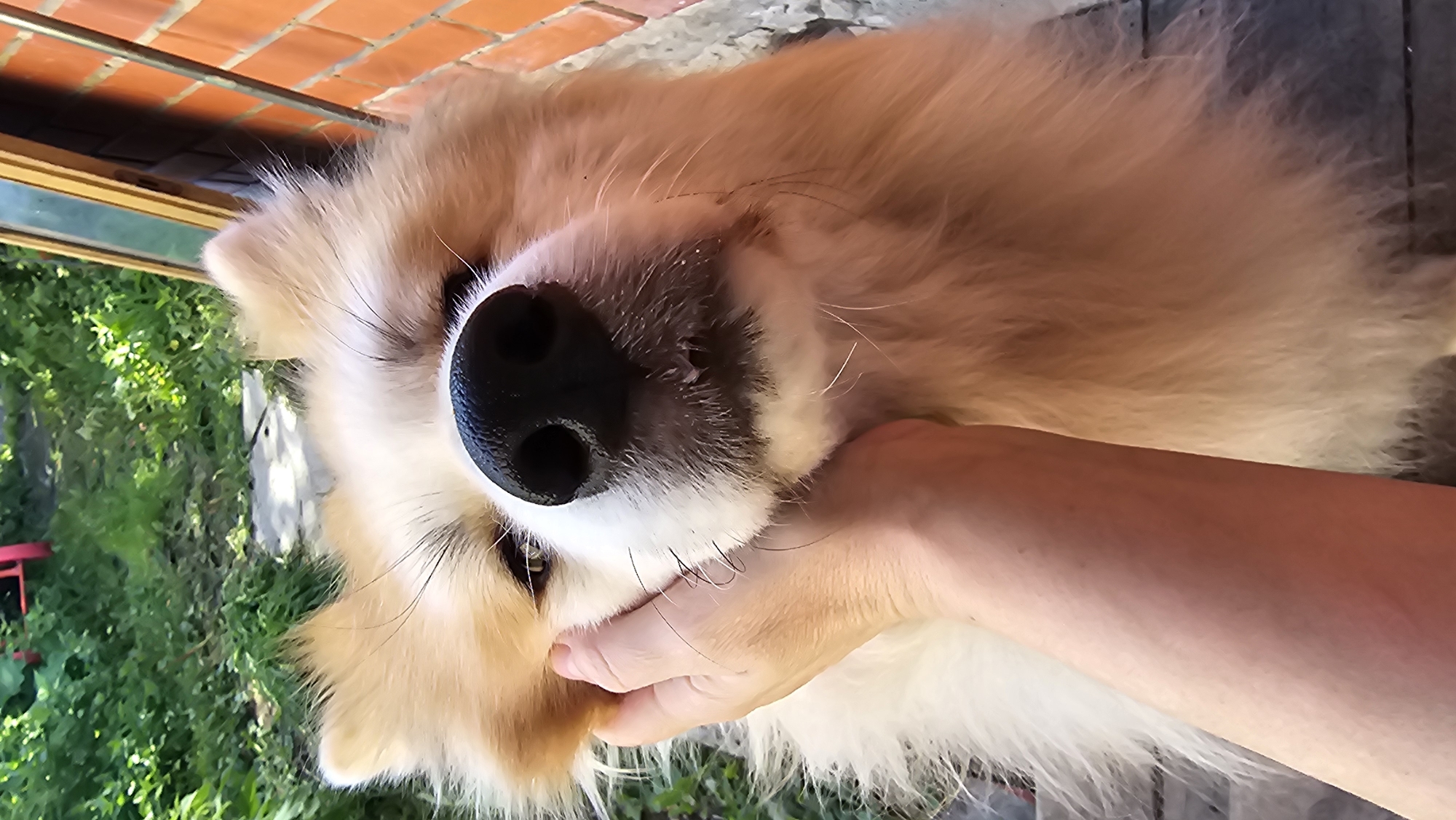 A close-up, eye-level shot shows a person's hand gently holding a fluffy dog's head. The dog, with light brown and white fur, looks towards the camera with a slightly sleepy expression. Its black nose is prominent in the foreground, with thin whiskers visible. Behind the dog, a brick wall and green foliage suggest an outdoor setting, possibly a garden or patio. The lighting is bright and natural, indicating a daytime scene.