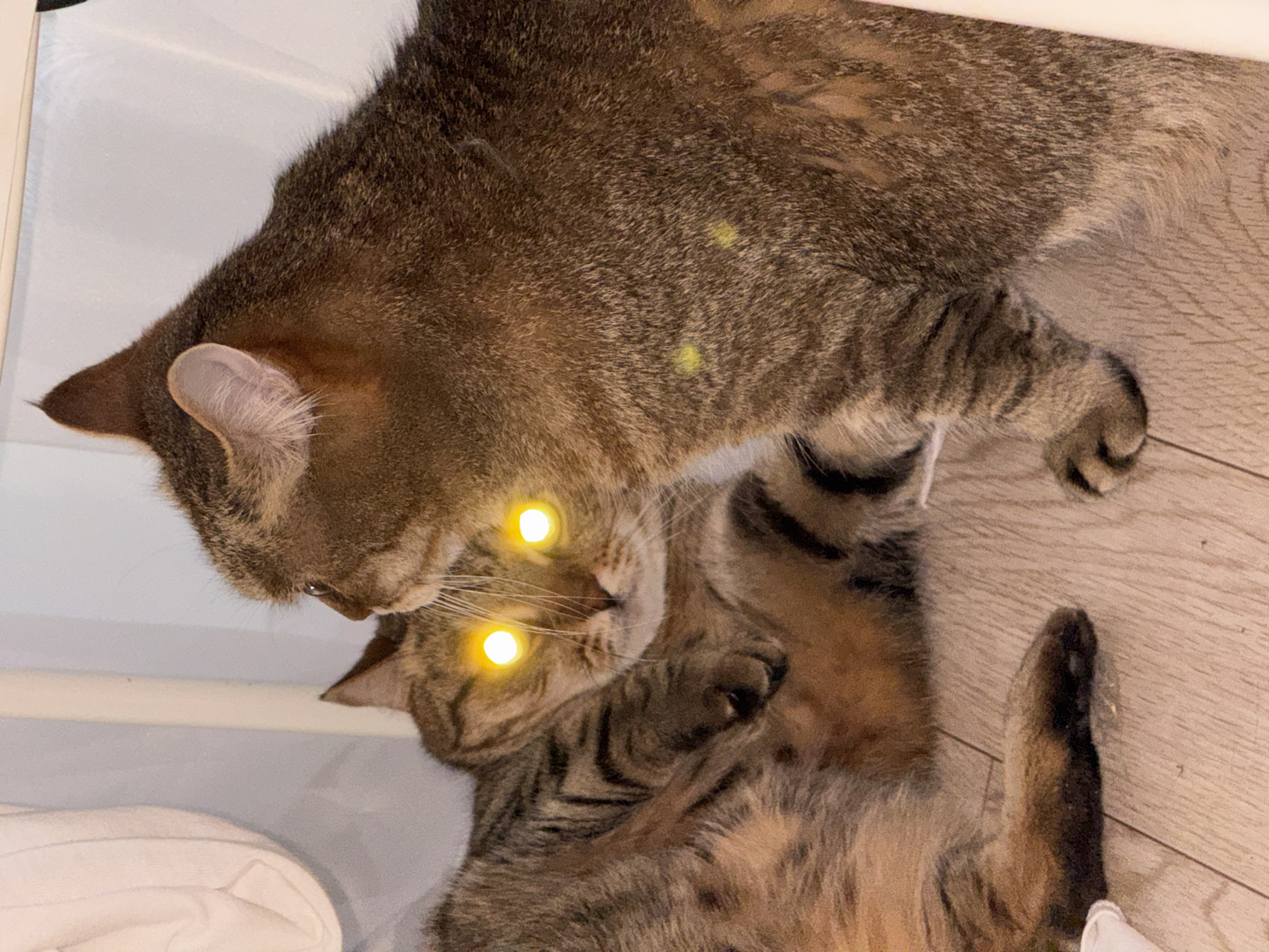 Two brown tabby cats are in the image. One is lying on its back with its legs extended towards the right side of the frame, and its eyes have been digitally altered to appear as bright yellow glowing circles. The other cat is partially on top of the first, closer to the top-left of the image. It appears to be nuzzling or interacting with the cat below. The scene is indoors, as evidenced by the wooden floor and the white structure along the left side of the frame. The location, Chaikovsky, Russia, is not discernible from the image.