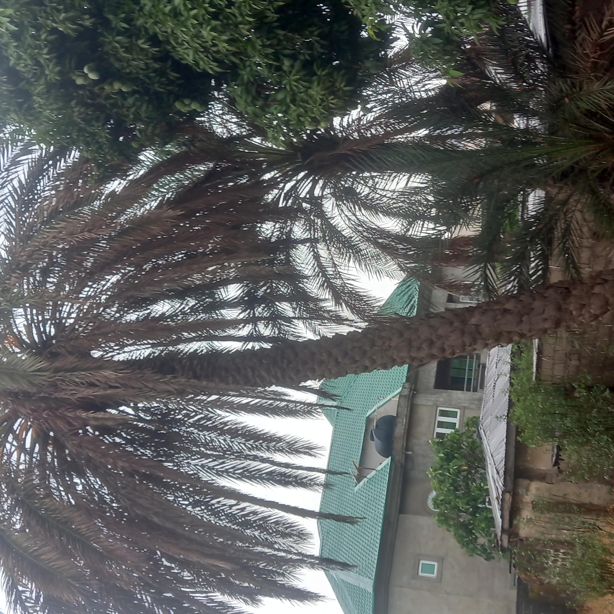 The image shows a palm tree in Dadi Riba, Nigeria. The tree is in the foreground, with a building visible behind it. The building has a green roof and a water tank on top. There are windows visible on the building. There is some vegetation around the building and the palm tree. The image is taken during the daytime, with a slightly overcast sky. The focus is on the palm tree and the building.