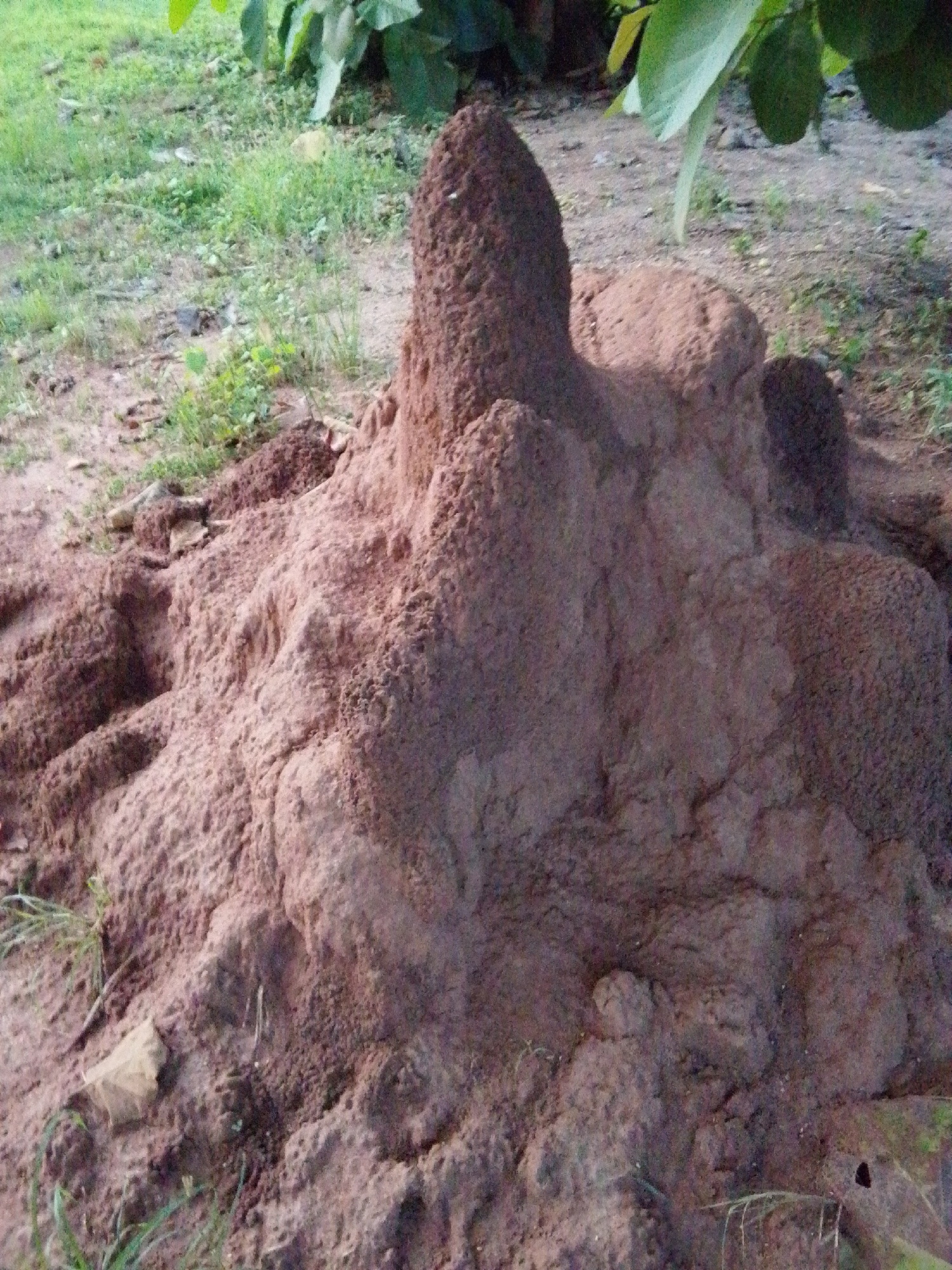 The image displays a large, organic-shaped mound of reddish-brown soil, characteristic of a termite mound. The mound has a rough, textured surface with visible ridges and protrusions. It is situated outdoors on the ground, surrounded by sparse green grass and some dry leaves. In the background, out-of-focus green foliage suggests the presence of trees or large plants, casting shadows on the ground. The lighting indicates it may be late afternoon or early morning, given the soft shadows. The overall scene is naturalistic and appears to be in a rural or semi-rural environment. The location is identified as Serti, Nigeria.