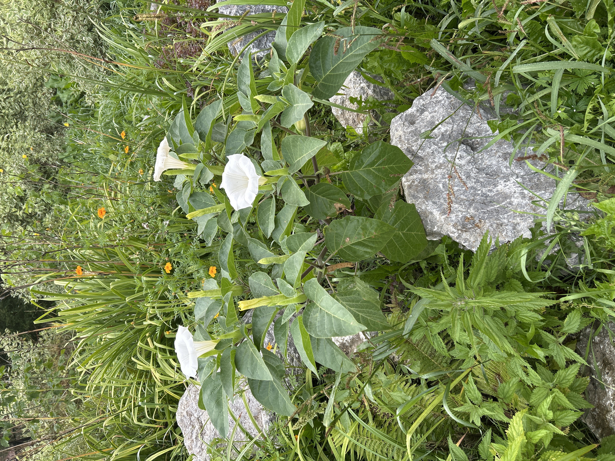 A medium shot captures a patch of wild vegetation, featuring a central Datura plant with large green leaves and trumpet-shaped white flowers, some in bloom and others as buds. Several gray rocks are interspersed within the dense greenery, which includes grasses, ferns, and small orange flowers. The scene appears to be a natural or overgrown garden setting. No people or man-made structures are visible. The lighting suggests it is daytime. The image is a photograph taken at ground level. The location is specified as Tomsk, Russia.
