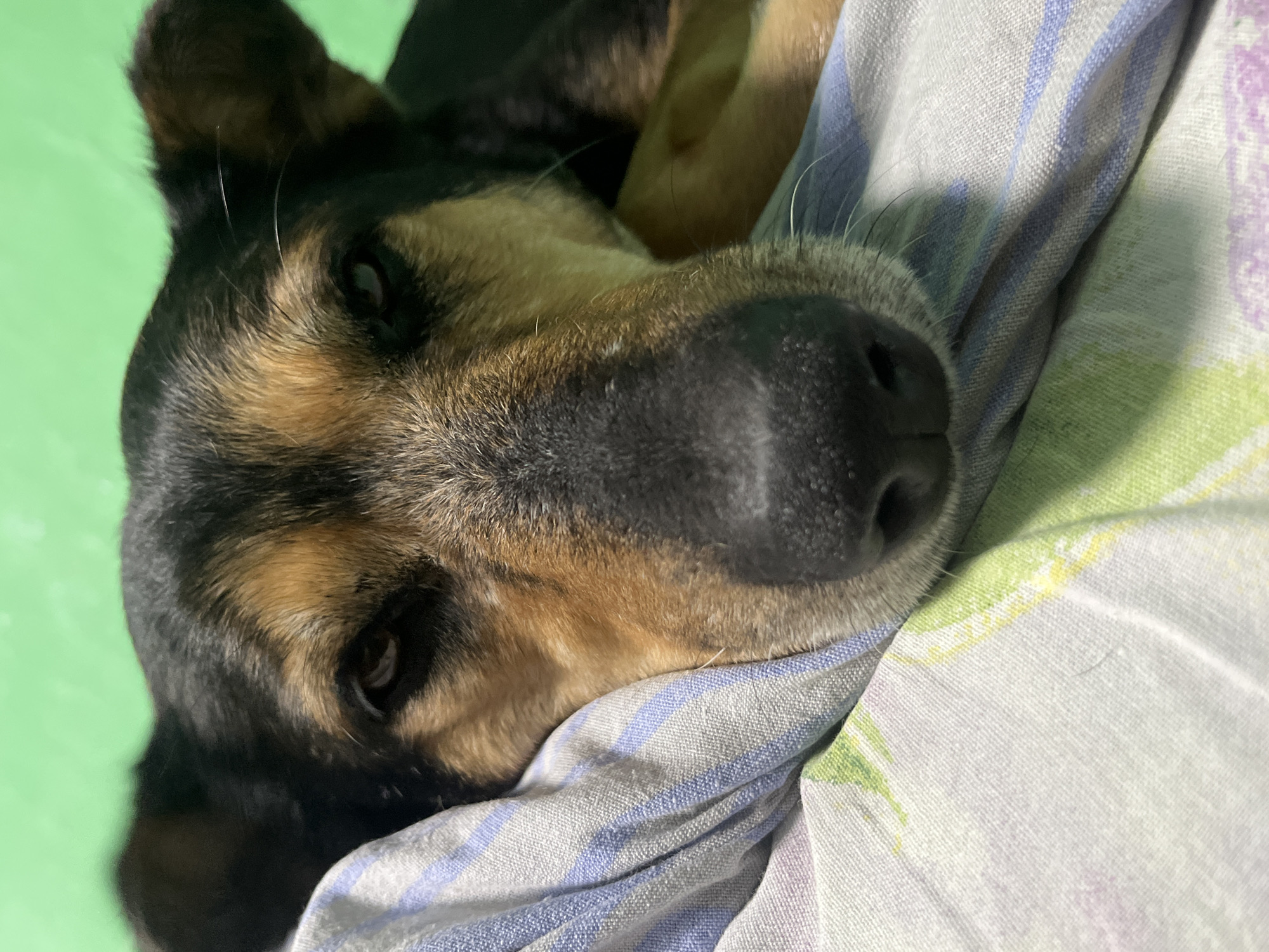 The image shows a close-up of a dog's face resting on a striped pillow. The dog has black and tan fur and appears to be lying down. The background is a plain green color. There is no information in the image to suggest its location in Nizhny Tagil, Russia.