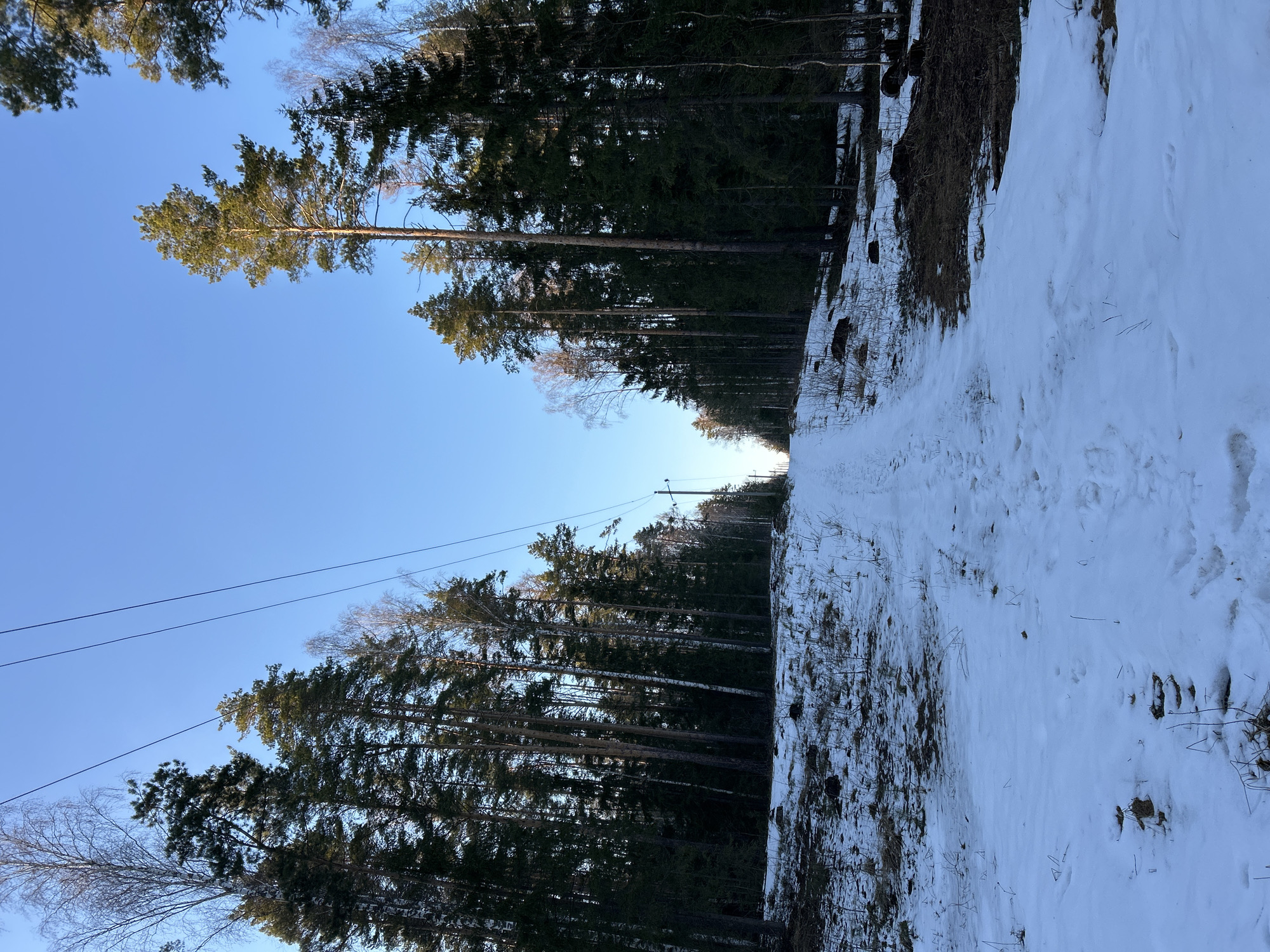 The image shows a snowy path through a forest. Tall, coniferous trees line the path, with bare branches visible in some areas. A clear, blue sky is visible above the trees. Power lines are strung between poles near the forest edge. The ground is covered in snow, with patches of bare earth and dry vegetation visible along the edges of the path. The photo is taken from a low angle, looking up along the path. The location is Noviy, Russia. There are no people visible in the image.