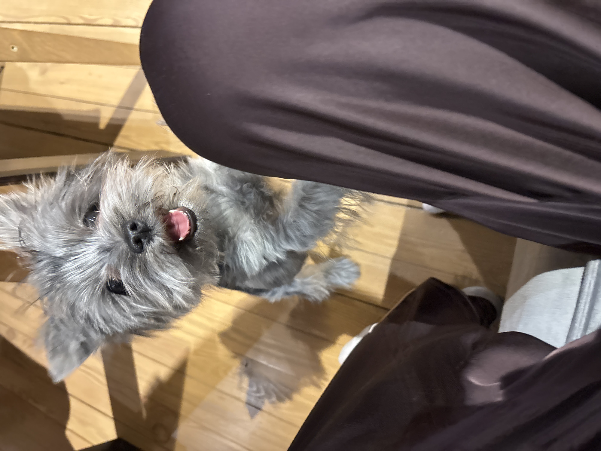 The image displays a small, shaggy-haired grey dog, likely a terrier breed, standing on its hind legs and looking directly upward with an open mouth, revealing its tongue. Its front paws are slightly raised. The lower legs of a seated individual, clad in dark brown fabric, are prominently featured in the foreground, indicating interaction with the dog. The environment is an indoor setting with light-toned wooden plank flooring and a vertical wooden surface visible in the background. A shadow consistent with the dog's form is cast on the floor to its left. No specific landmarks or unique features are present to pinpoint an exact location within the city of Chaikovsky, Russia; it appears to be a generic interior space such as a home or pet-friendly establishment.