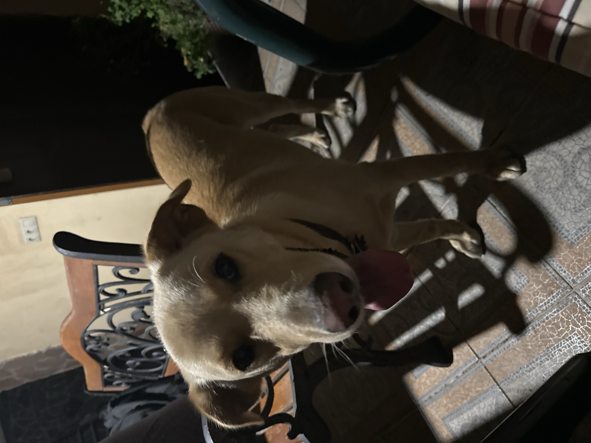 A medium-sized, light-colored dog with floppy ears is standing on a tiled patio. The dog is looking directly at the camera with its tongue hanging out. In the background, there is a dark wrought-iron bench with a wooden back and armrests. To the right of the dog, a dark green chair and a potted plant are visible. The lighting suggests it is nighttime, with shadows cast by the dog and the bench. The tiled patio has a pattern of light and dark squares. The overall environment appears to be an outdoor seating area, possibly a patio or veranda. There is no indication of the specific location within the city of Sochi, Russia.