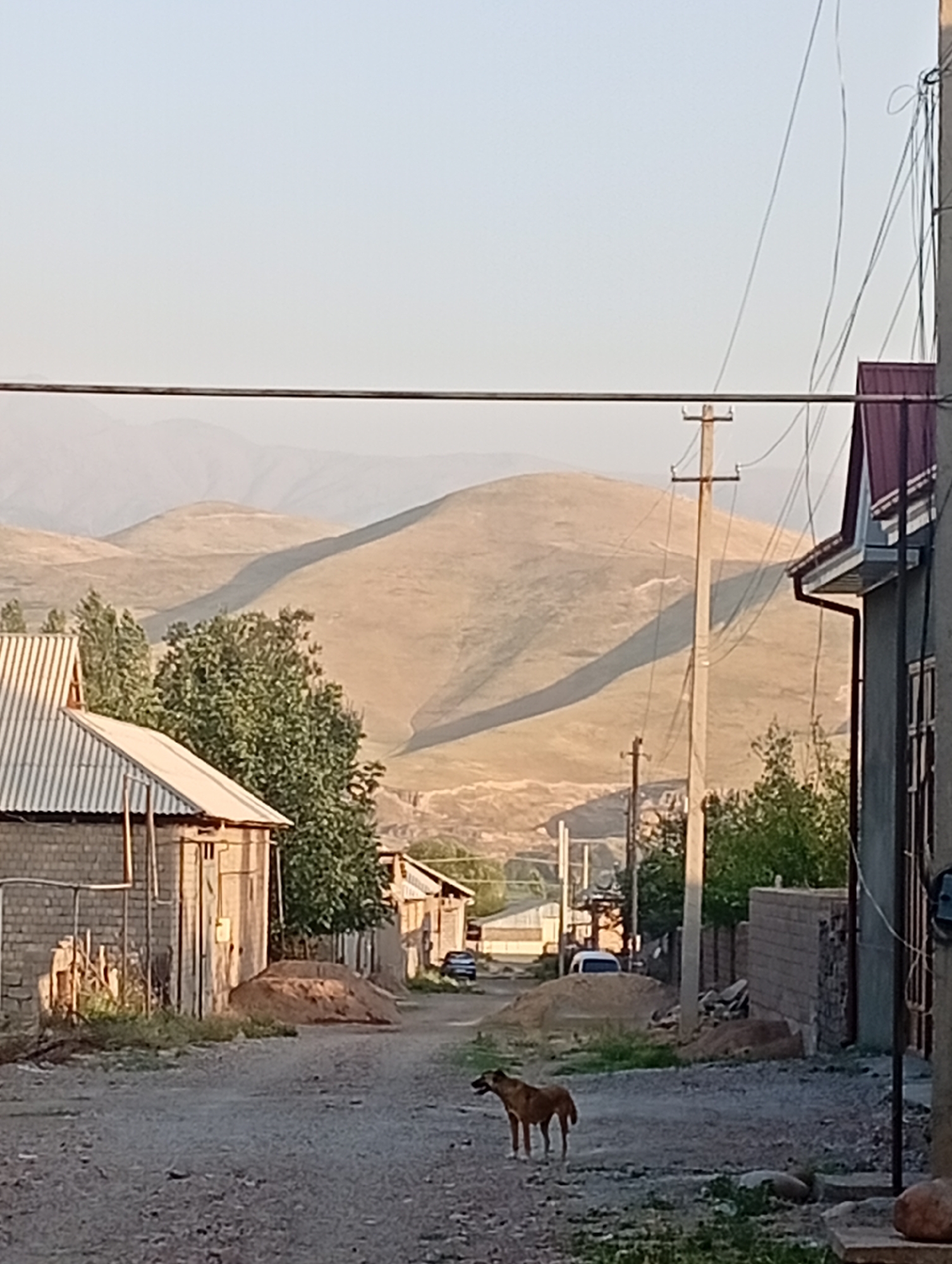 The image depicts a rural or semi-urban street scene in Angren, Uzbekistan. The foreground is a dirt road with gravel and some scattered debris. A brown dog stands on the right side of the road, facing left and looking away from the camera.
To the left of the road, there are several buildings. The closest one is a single-story structure with a corrugated metal roof and brick walls. Adjacent to it is another building with a similar roof and a light-colored wall. Piles of sand or dirt are visible near these buildings. Further down the street, more buildings and trees can be seen.
In the background, rolling hills dominate the landscape. The hills are covered in dry grass or scrub and are cast in shadow due to the low angle of the sun. Power lines and a utility pole are prominent in the middle ground, stretching across the scene. A car is visible parked on the street further down.
The overall impression is of a quiet, possibly developing area, with a blend of residential structures and undeveloped natural surroundings. The lighting suggests it is either early morning or late afternoon.